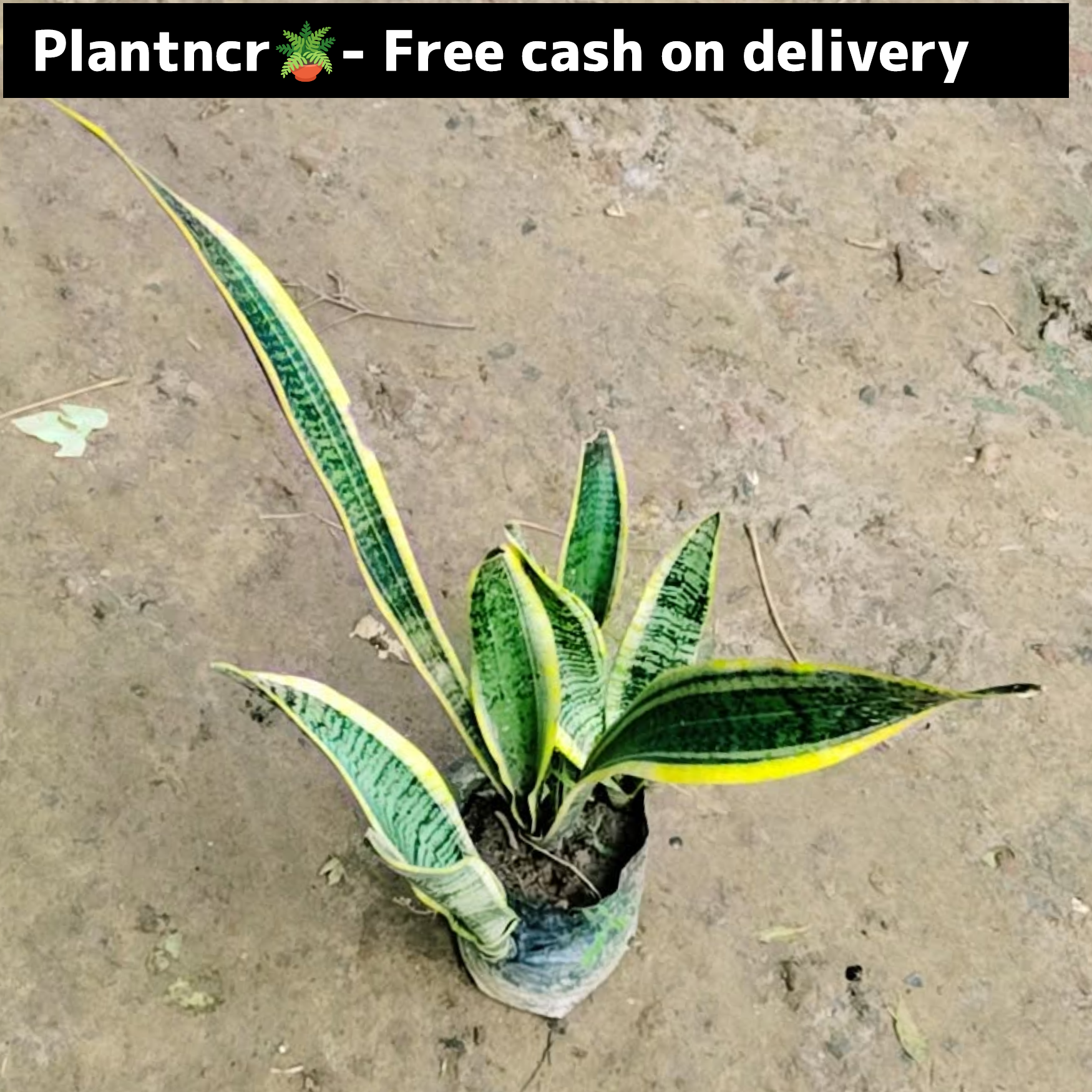 Snake (yellow )plant in 5 inch polybag