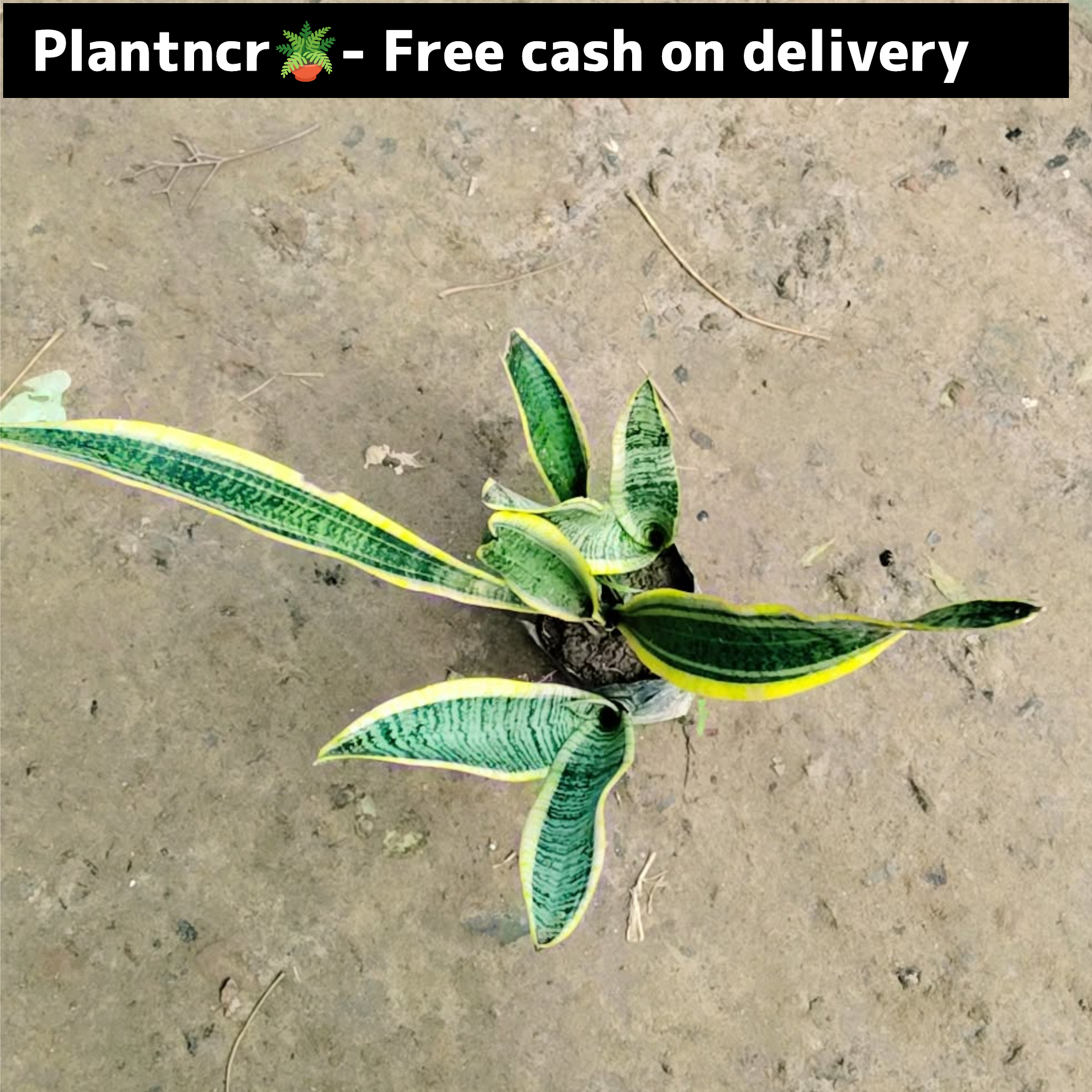 Snake (yellow )plant in 5 inch polybag