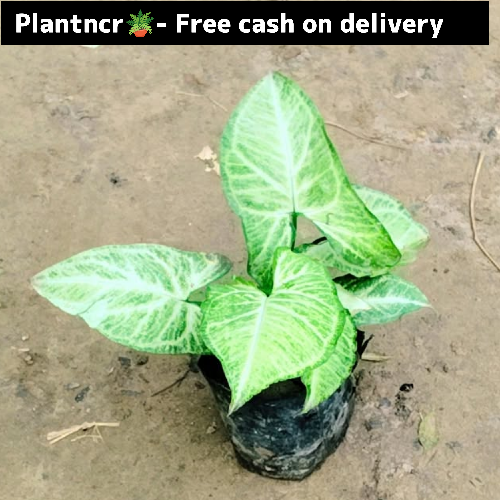 synonym plant (green) in 4 inch polybag