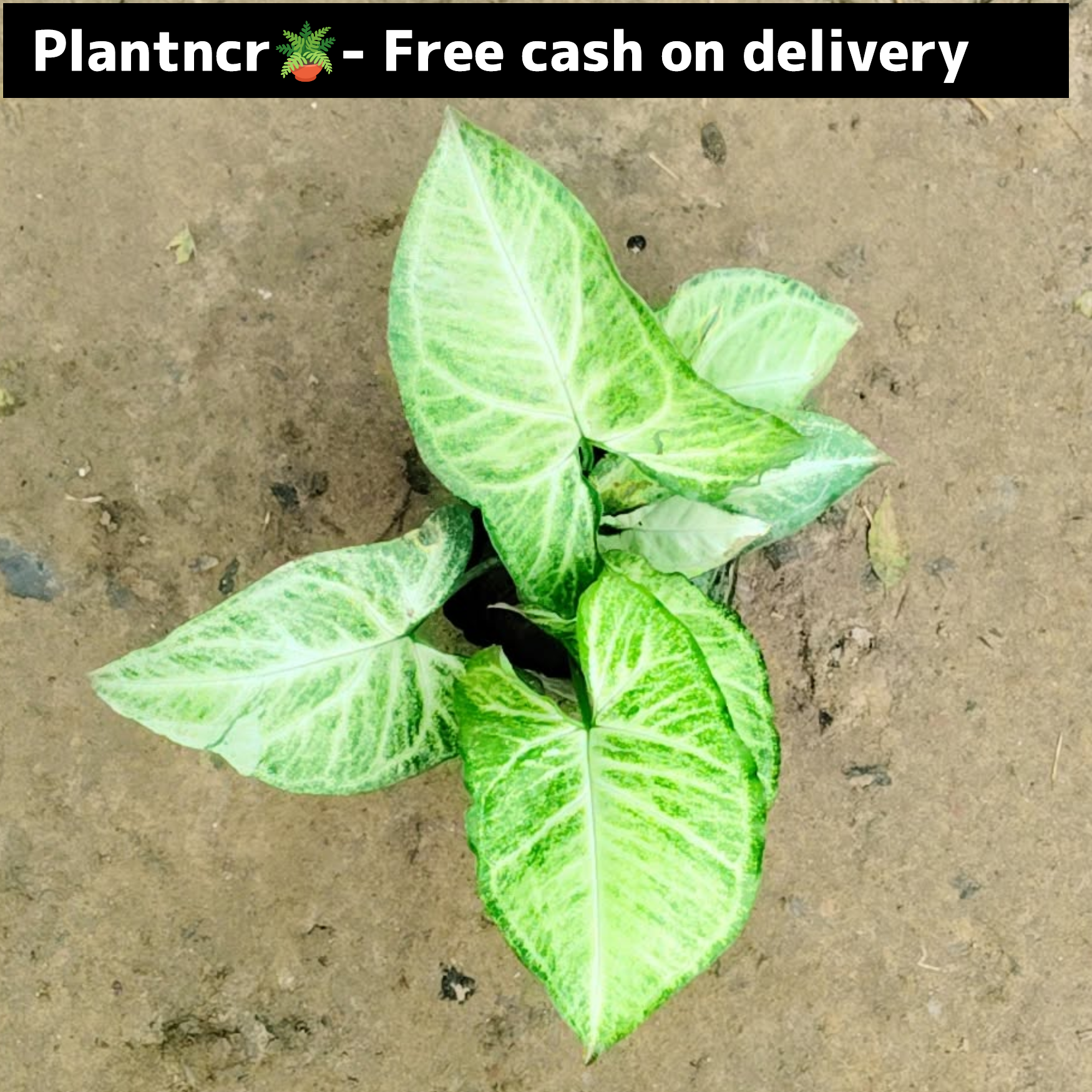 synonym plant (green) in 4 inch polybag