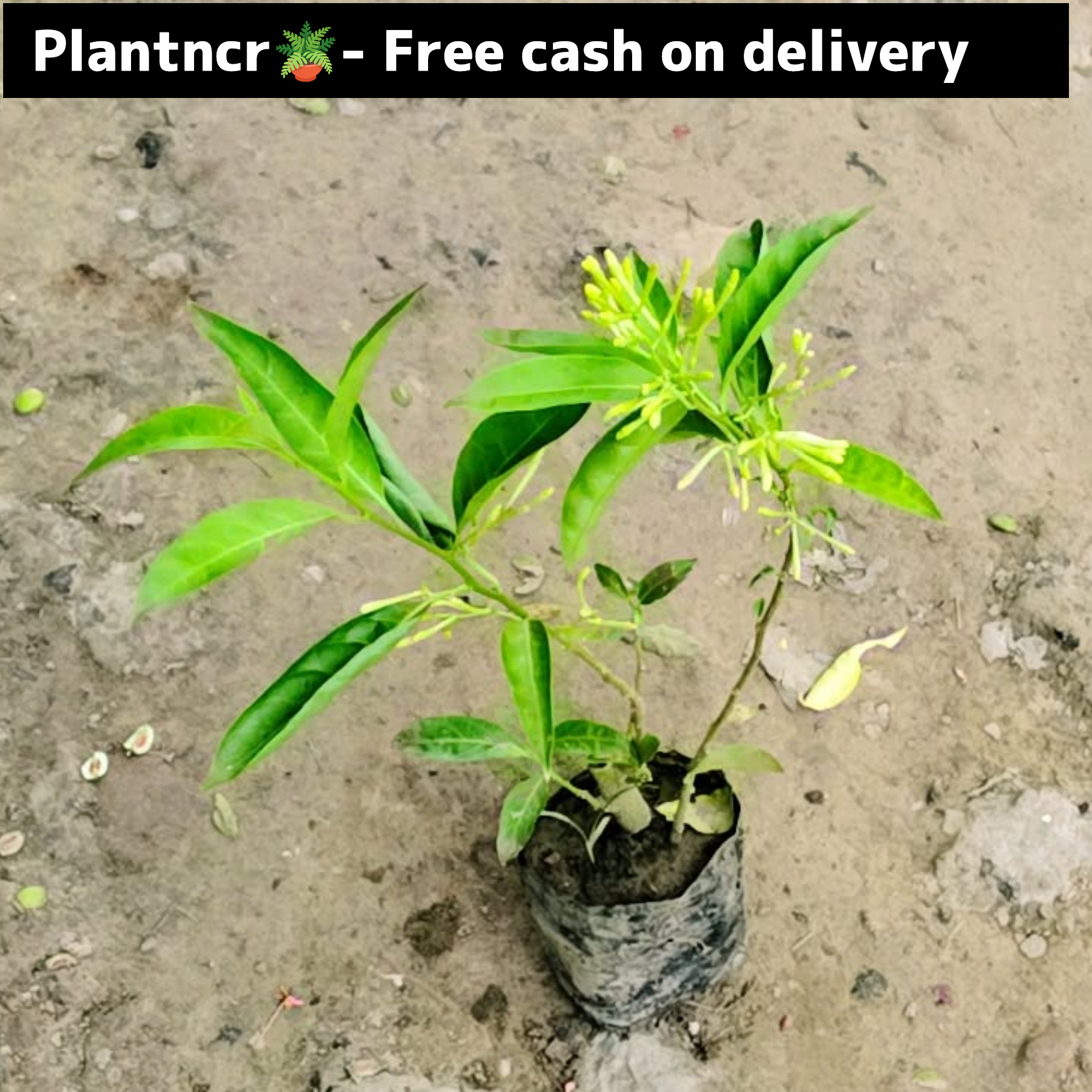 Raat ki raani plant in 4 inch polybag