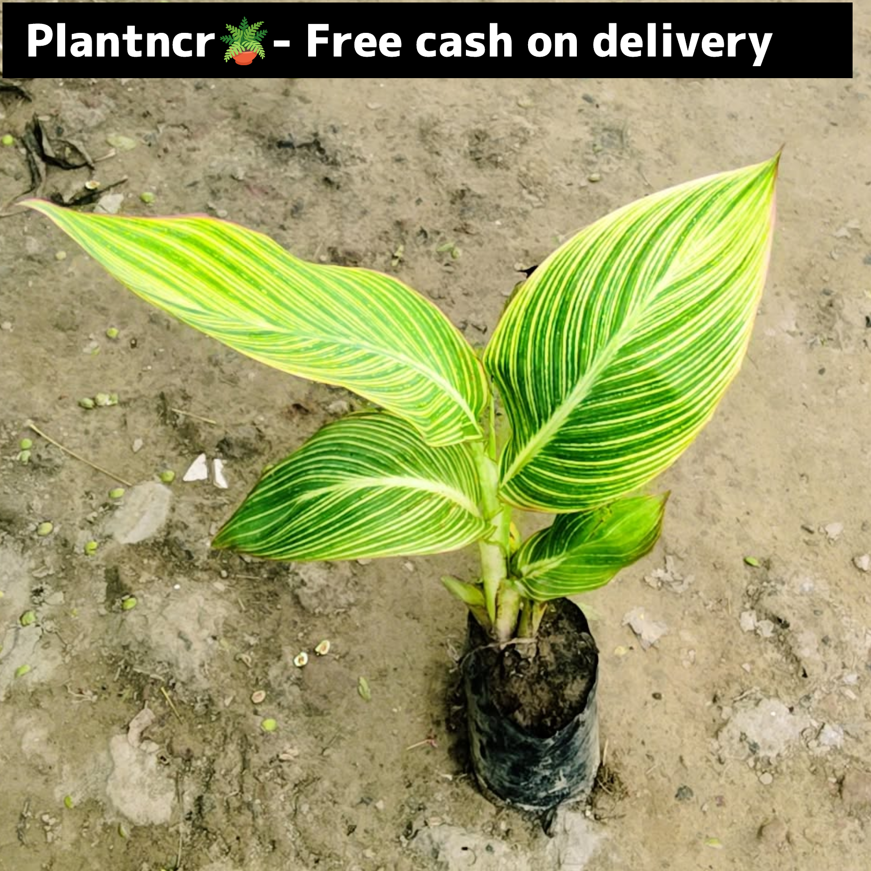 Canna lily plant in 6 inch polybag