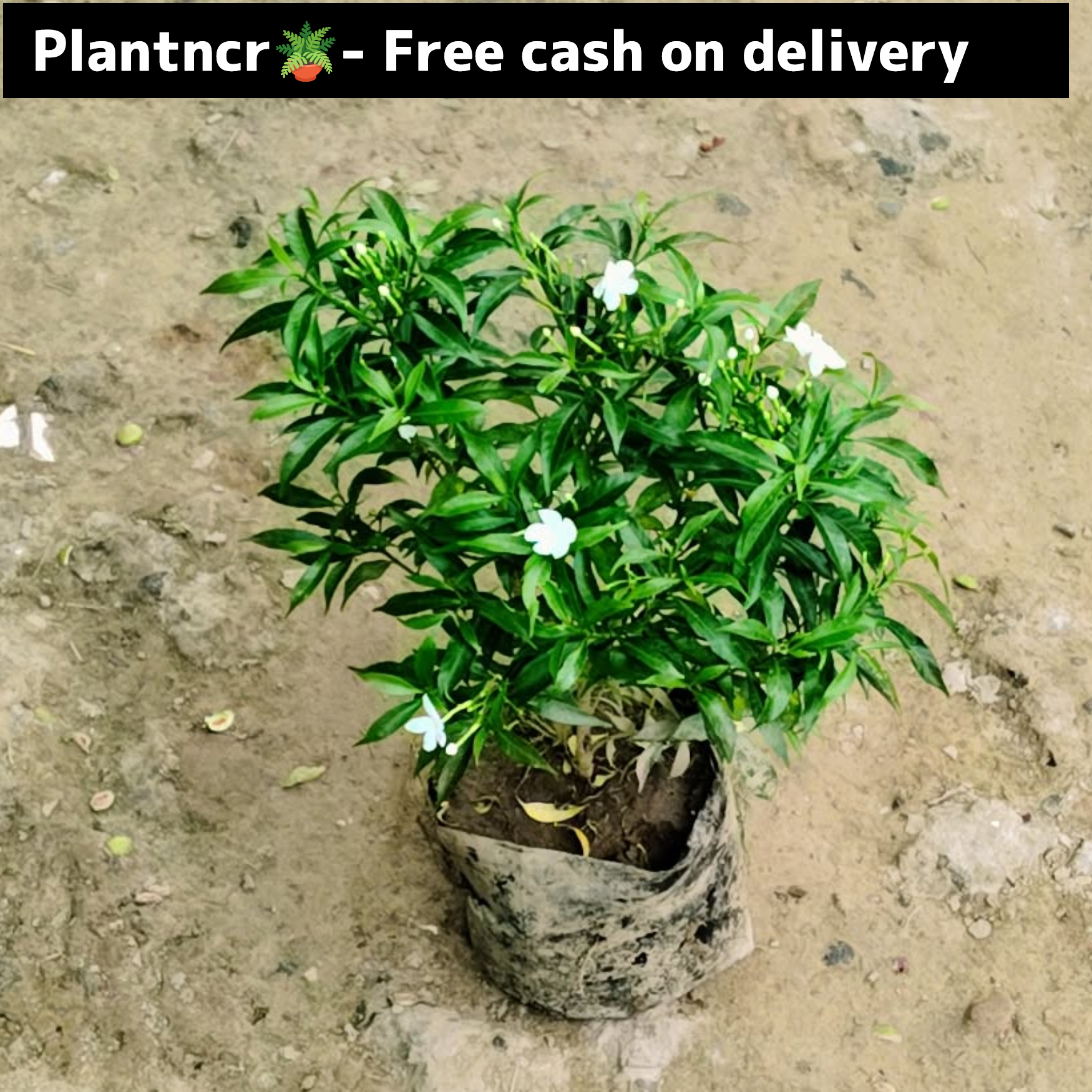 Dwarf chandani in 6 inch polybag