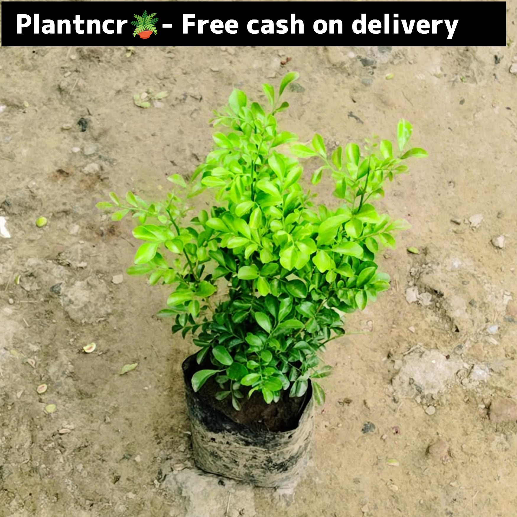 Madhu Kamini in 6 inch polybag