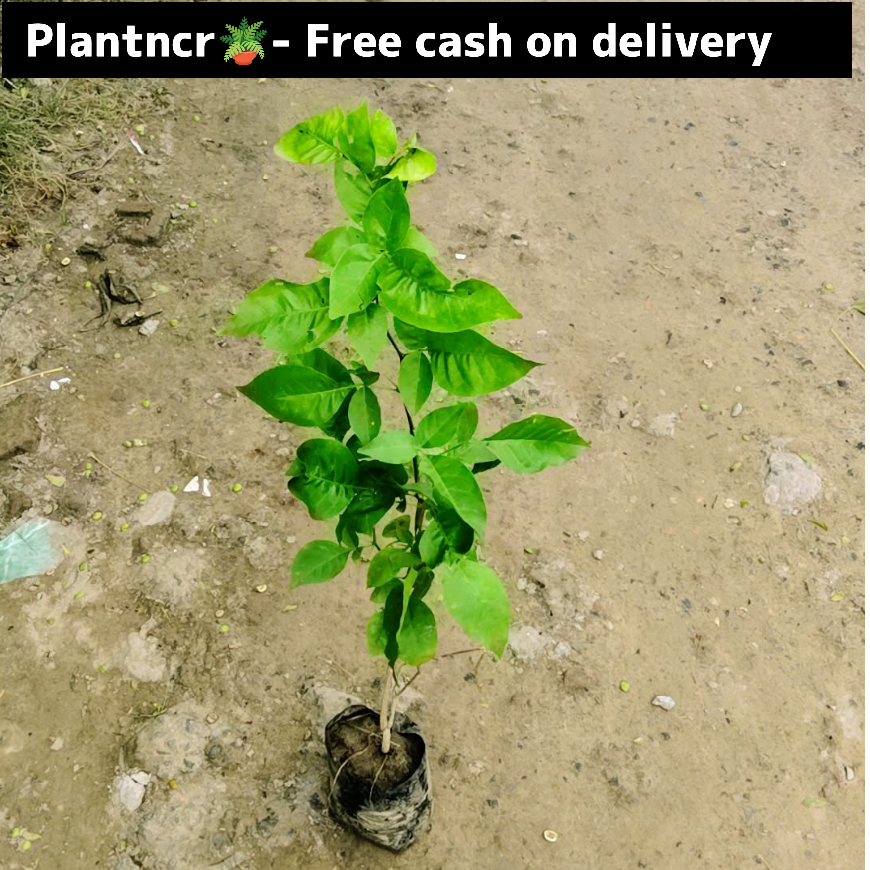 Bel pattra plant in 5 inch polybag  3 feet height