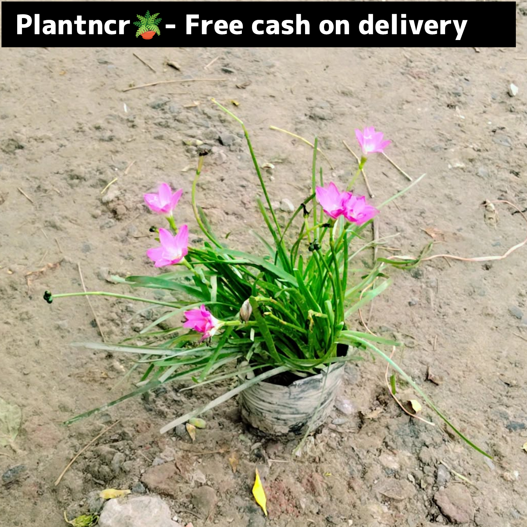 Pink Rain Lily in 4 inch polybag