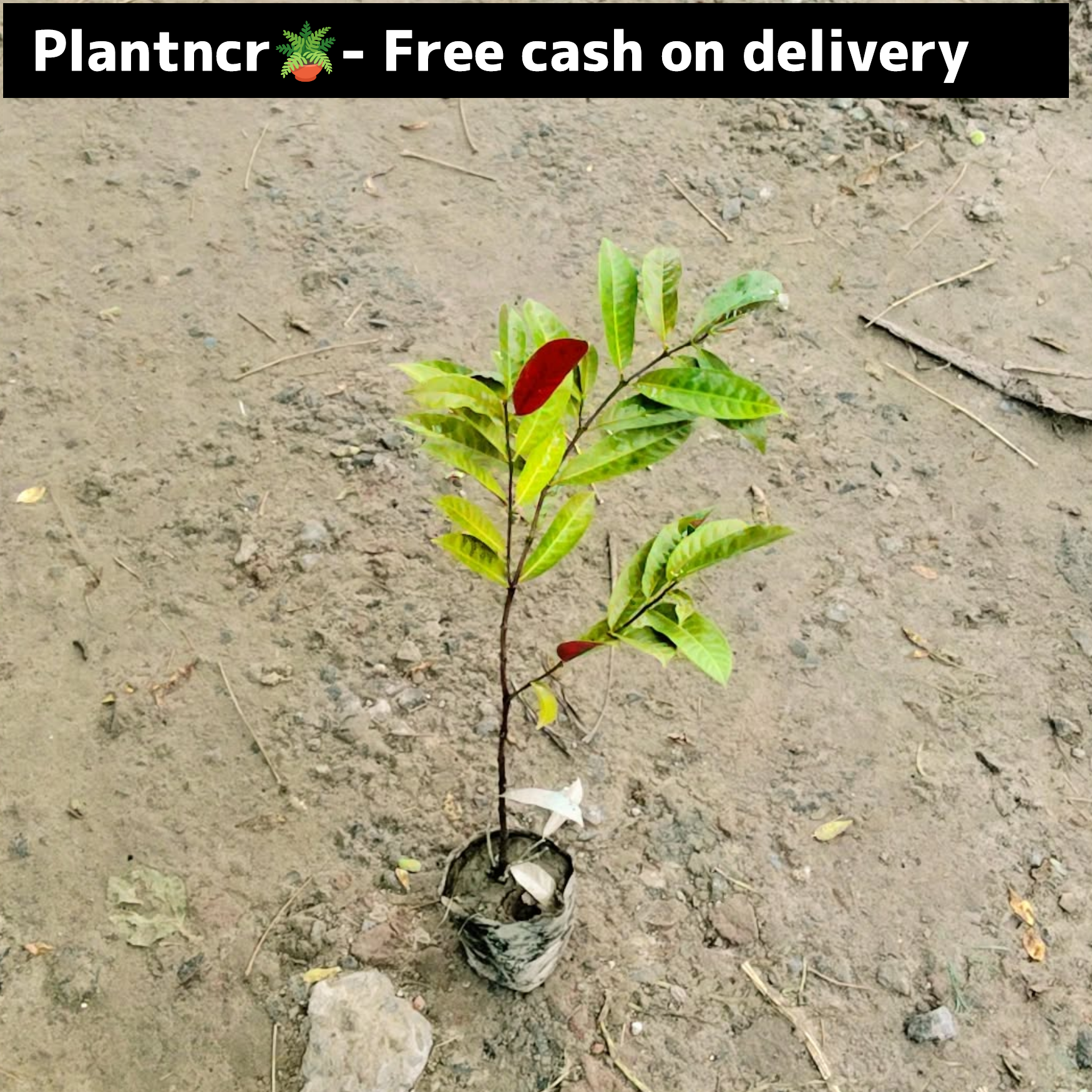 Lela Majnu plant in 4 inch polybag