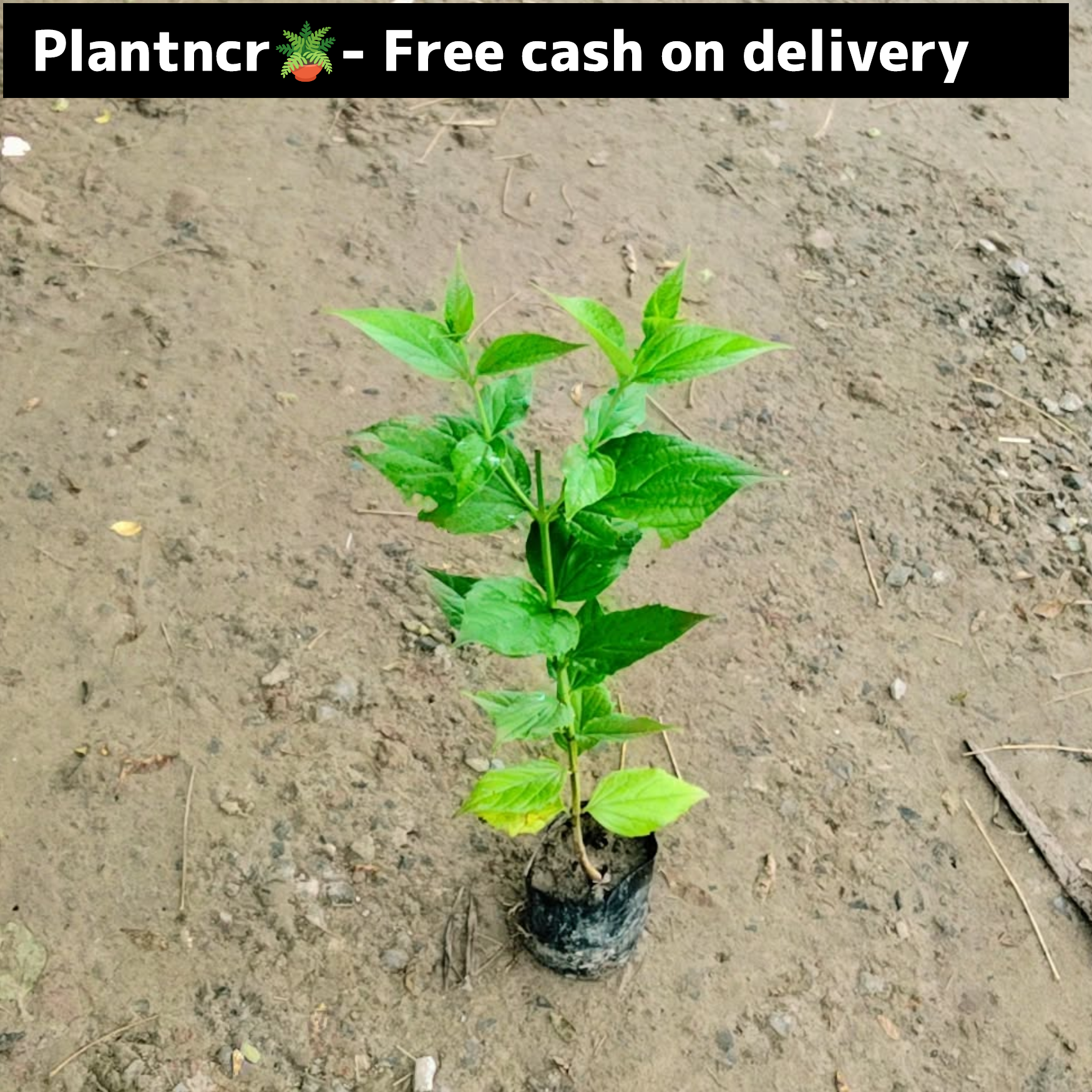Harsingaar/ parijat plant in 4 inch polybag