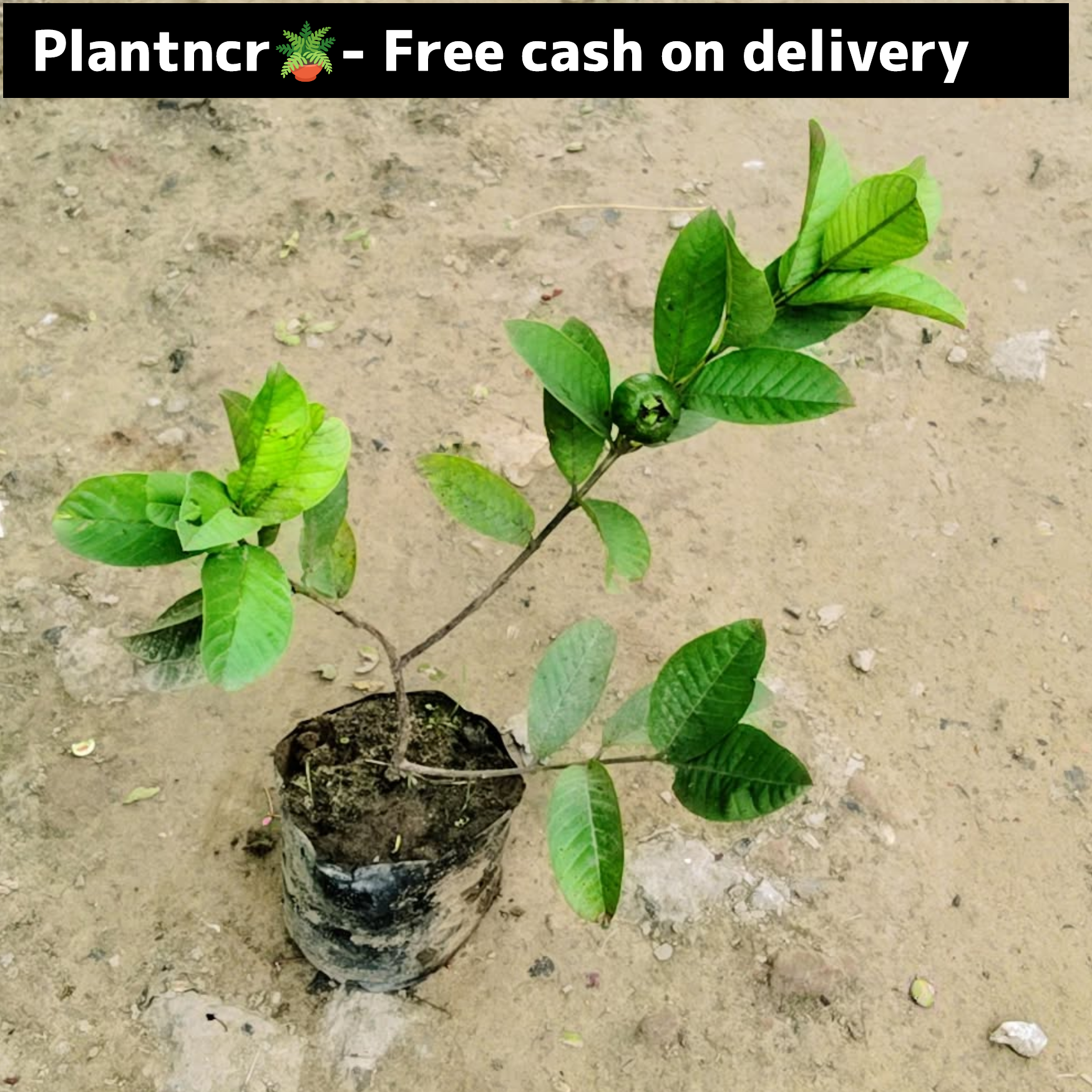 Guava plant (Taiwan variety)in 5 inch polybag