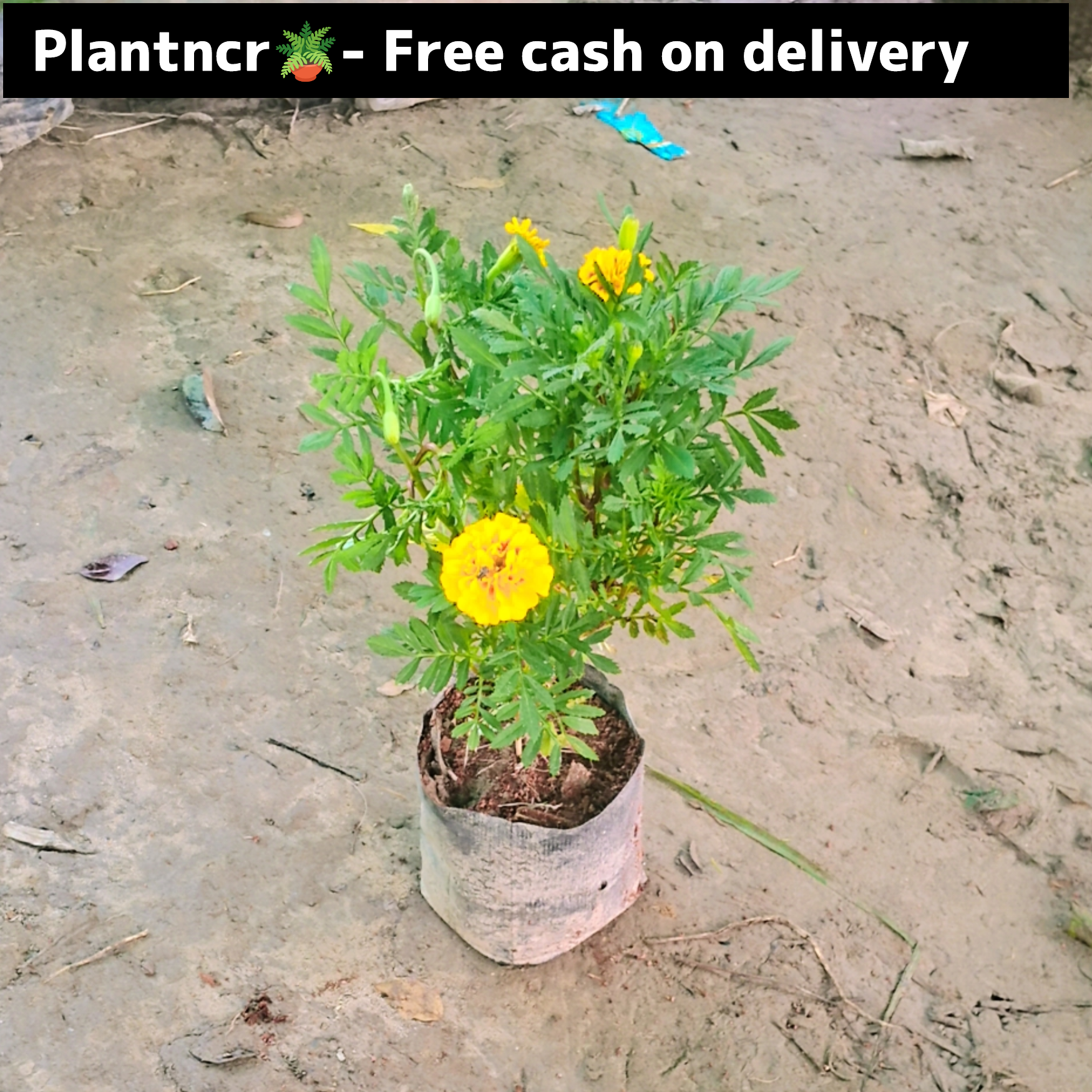 Marigold (Jafri) seasonal flower plant in 4 inch polybag