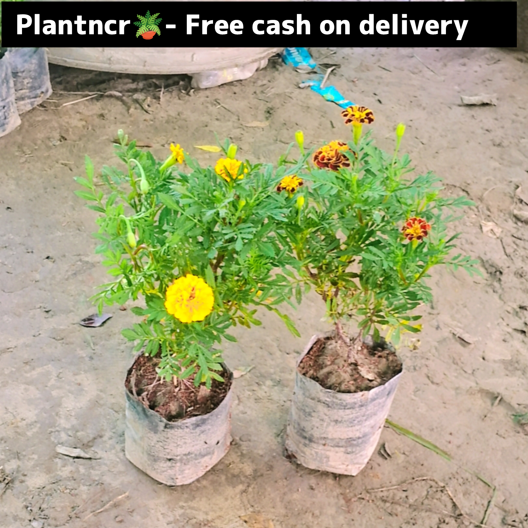 Marigold Jafri (set of 2 )in 4 inch polybag&nbsp;