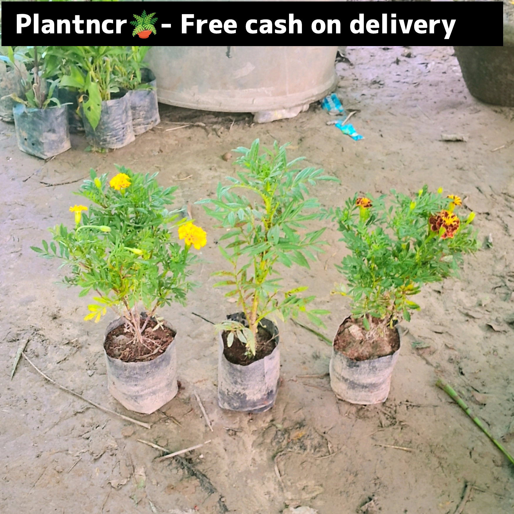 Marigold (set of 3) in 4 inch polybag