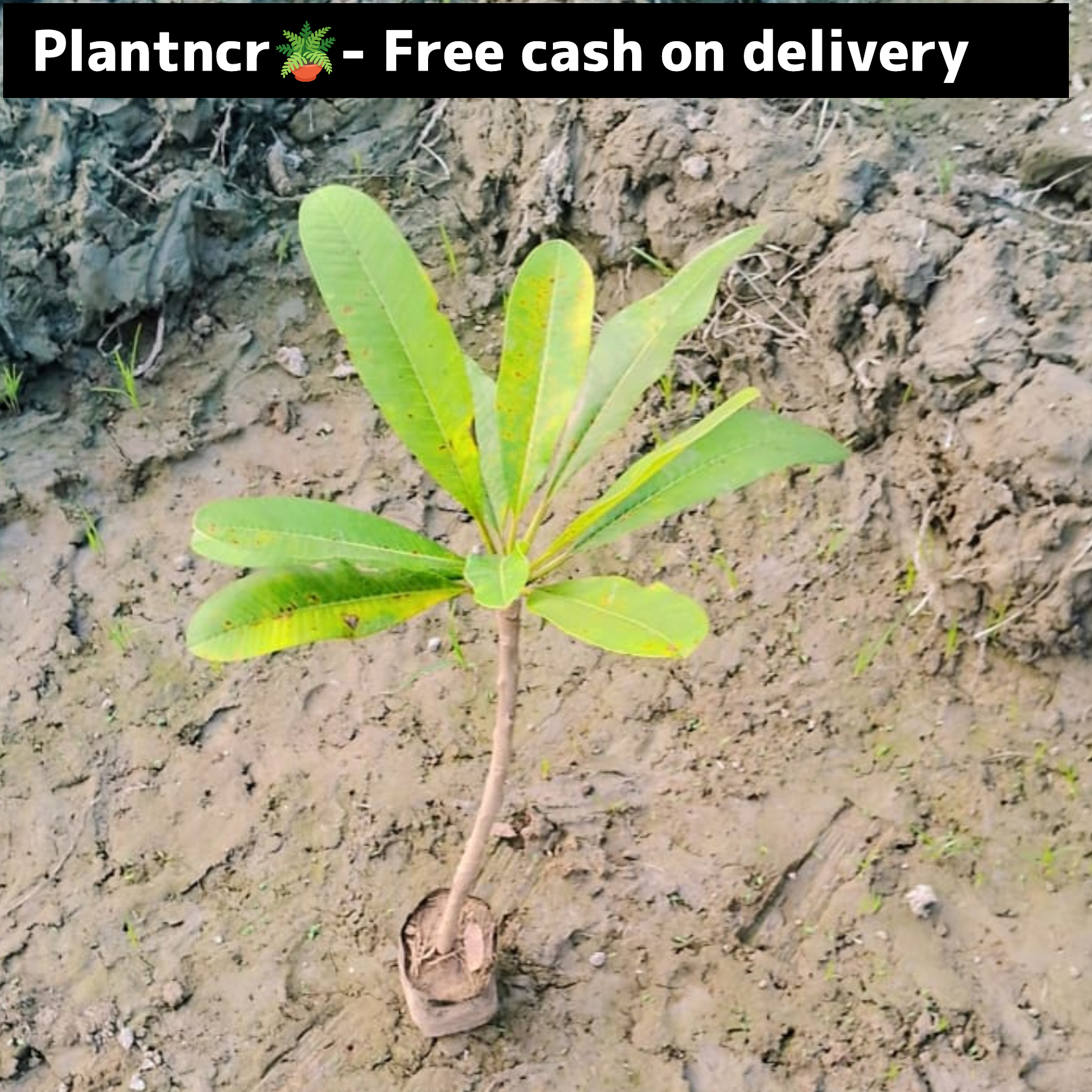 Champa flower plant in 4 inch polybag