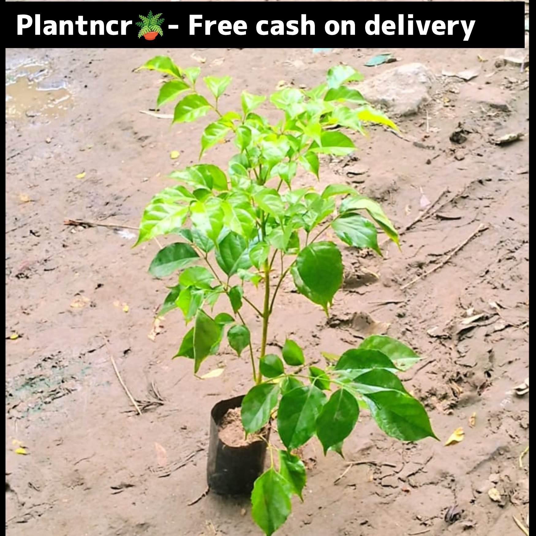 China Doll (Rademachera )plant in 4-inch nursery polybag