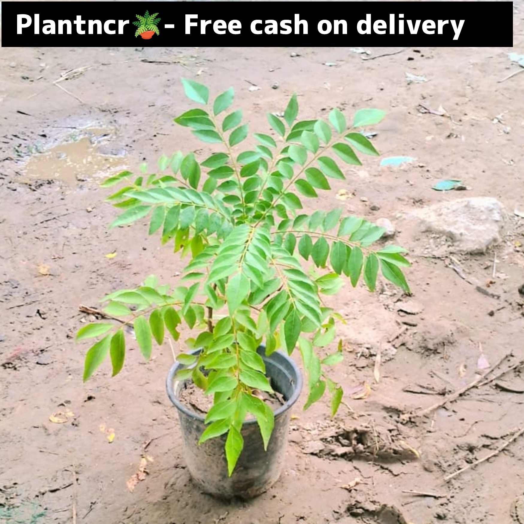 Curry leaf plant (kadhi patta ,meetha neem) in 6 inch pot