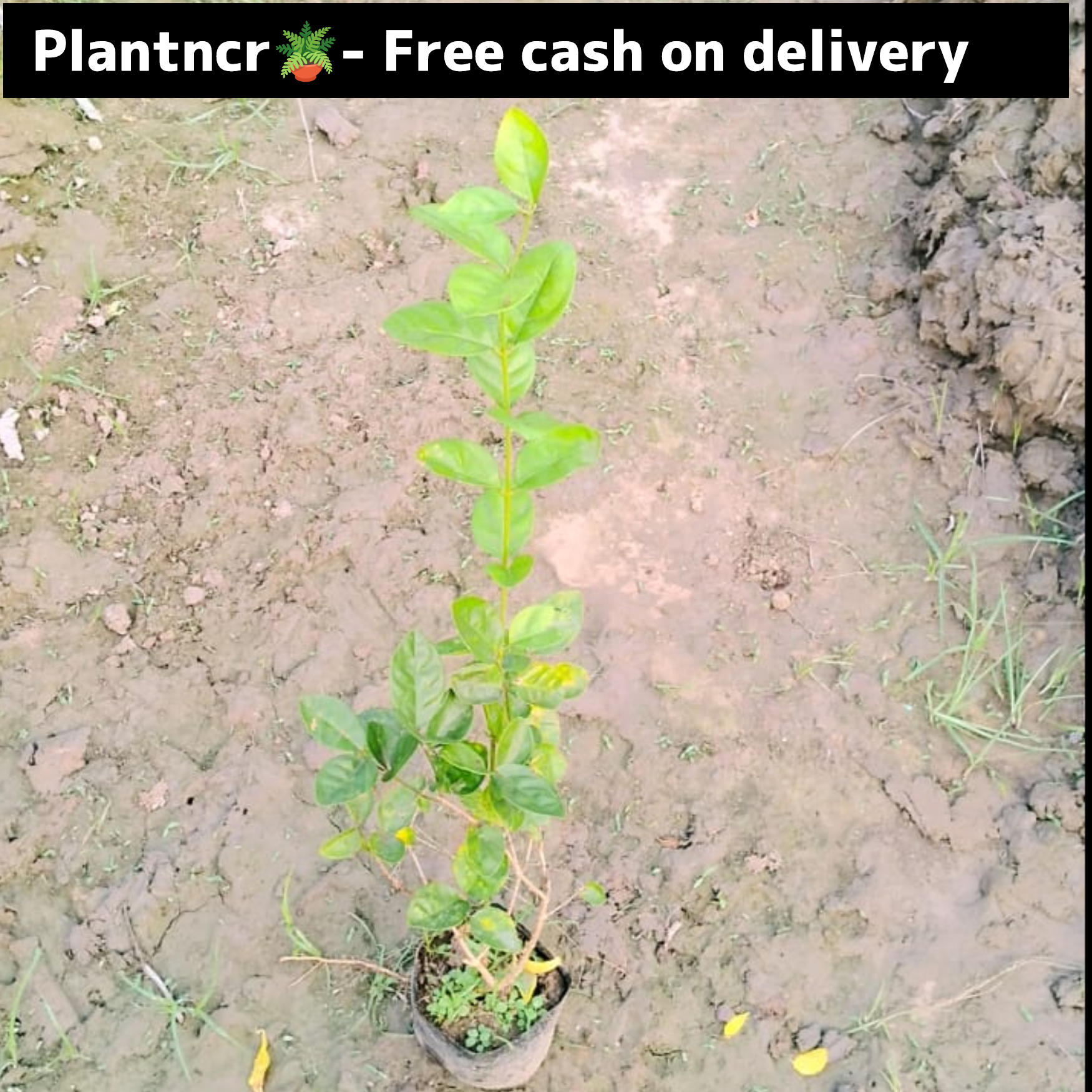 Motia White flower plant in 4 Inch polybag