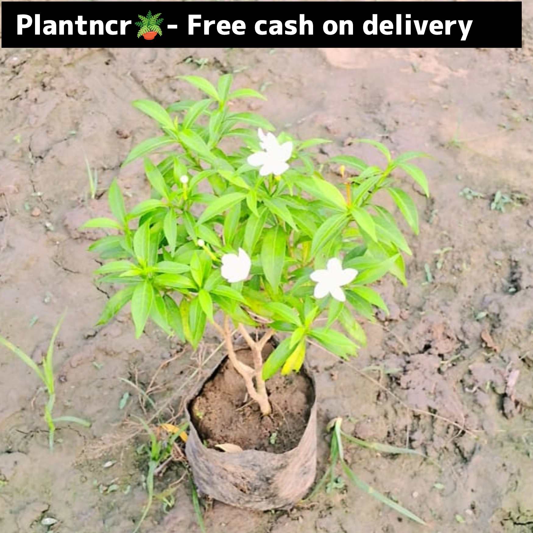 Dwarf chandani in 4 inch polybag