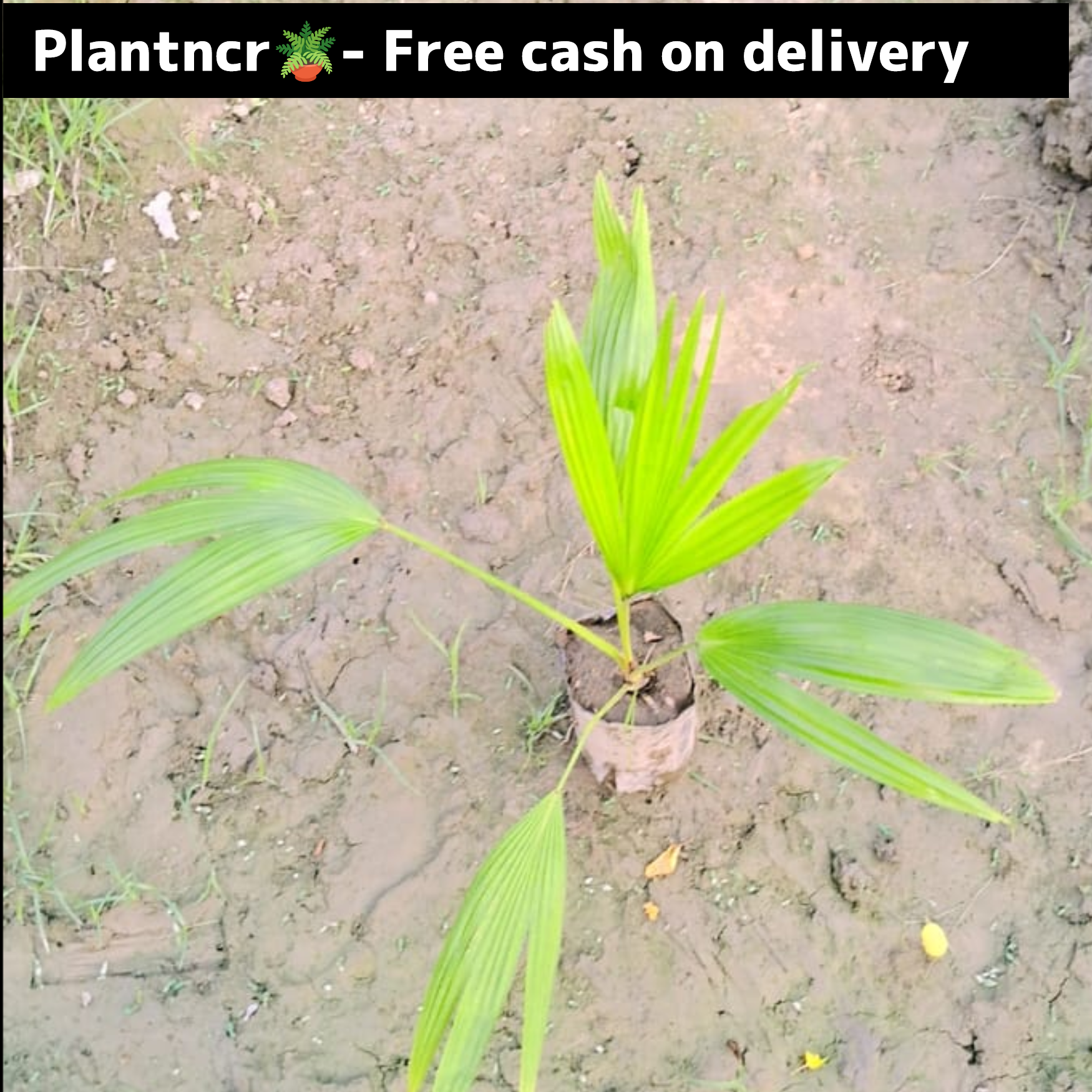 China Palm (desi) plant in 4 inch polybag