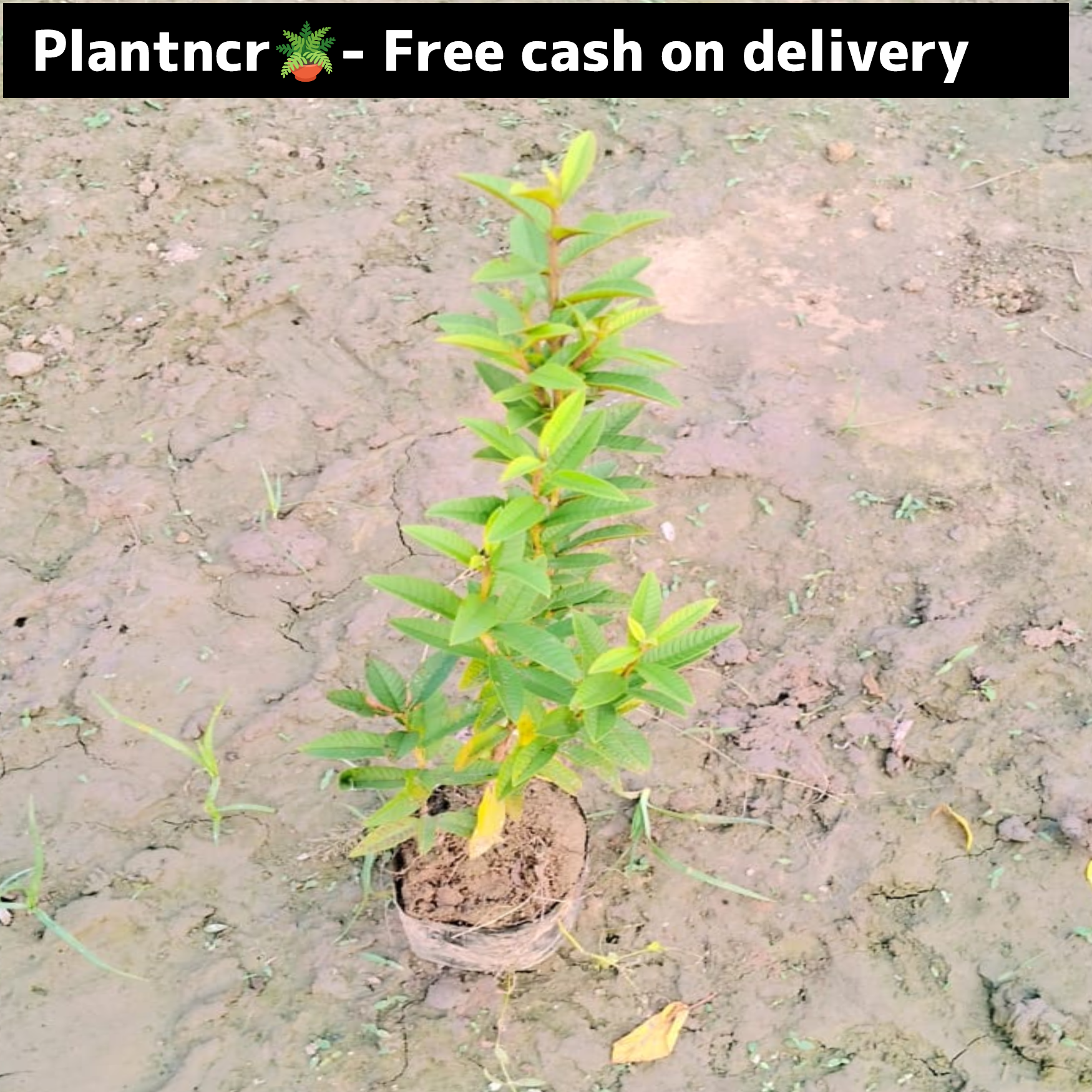 Guava( Chinese dwarf )plant in 4 inch polybag