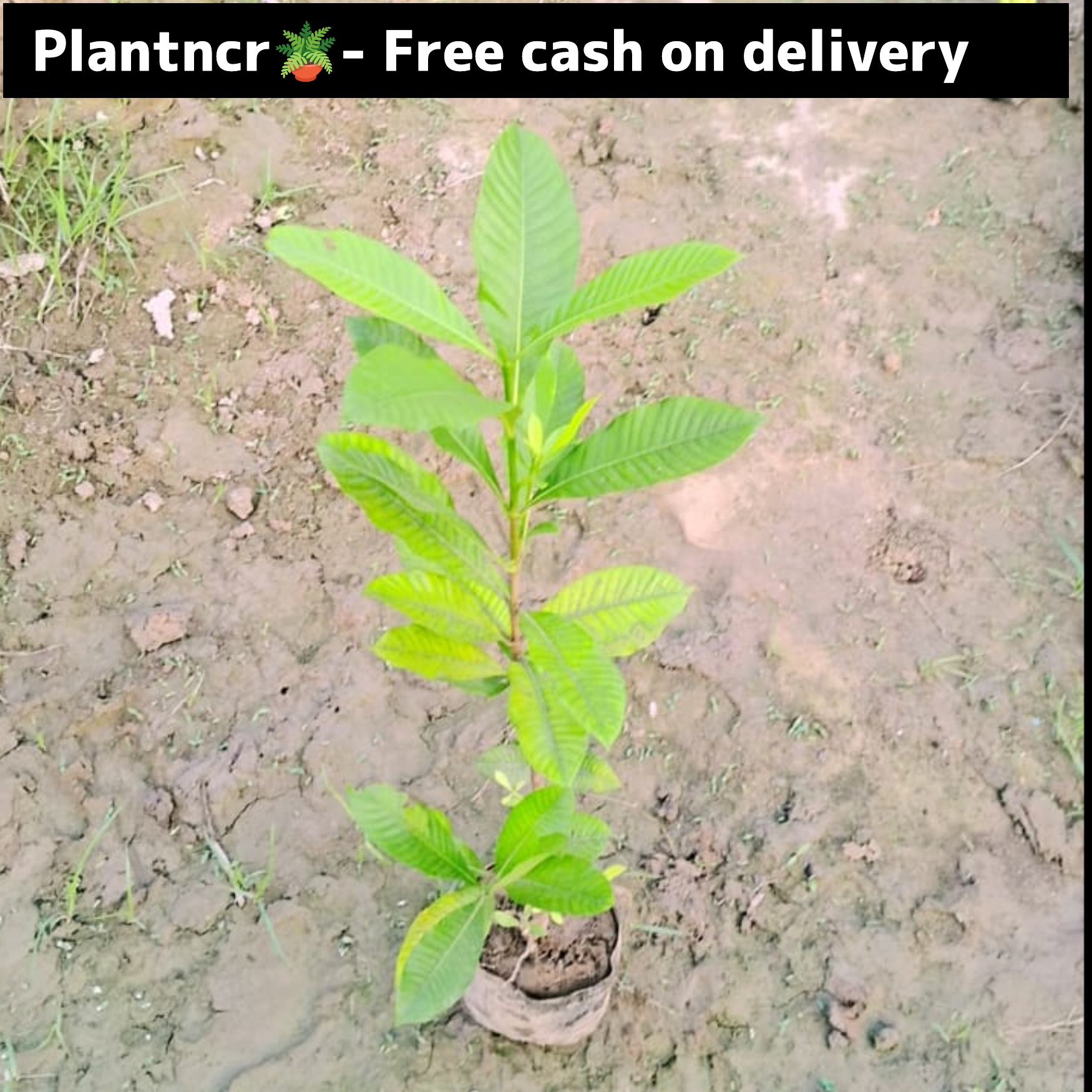 Gandhraj in 6 inch polybag