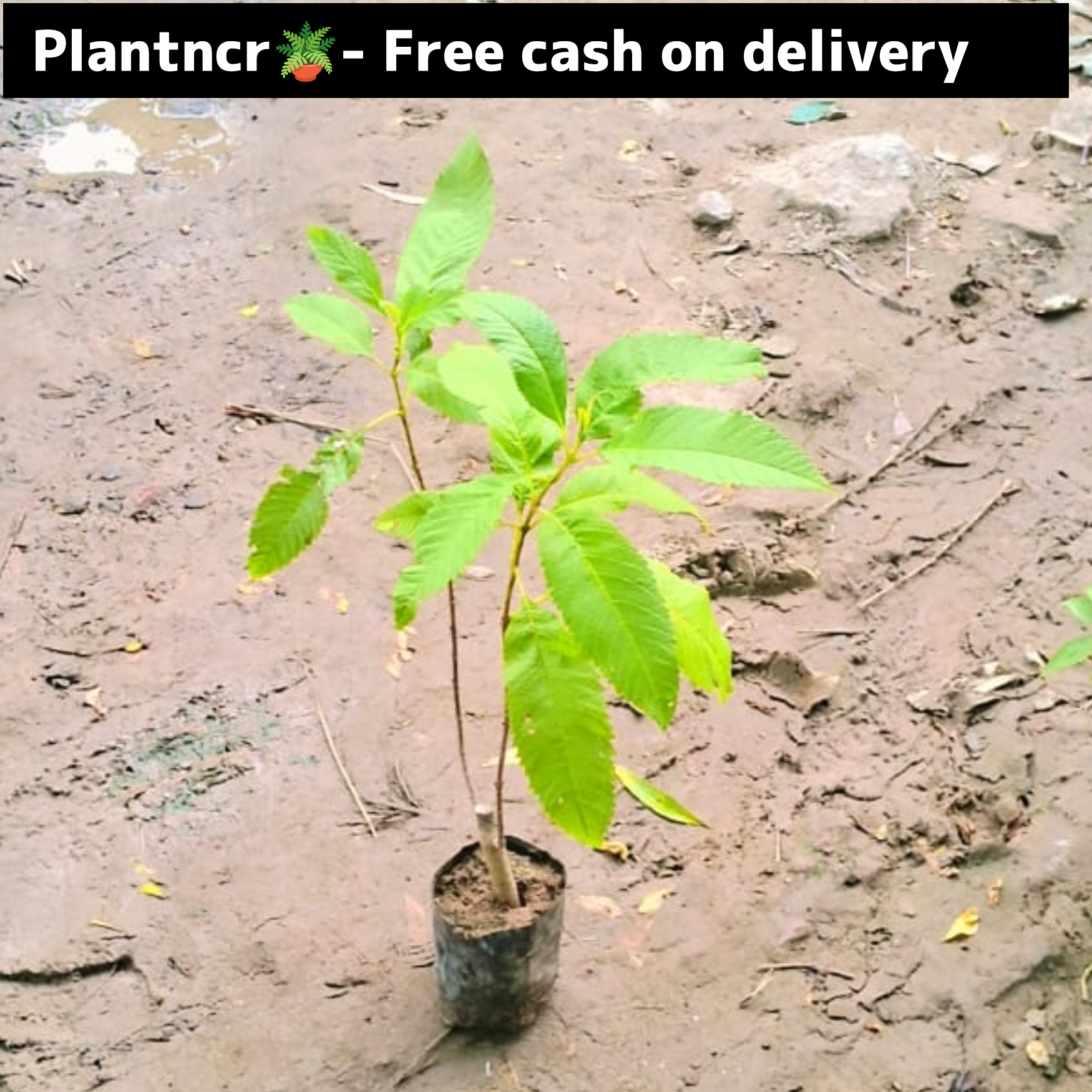 Tecoma (Gori chori) plant in 4 inch polybag