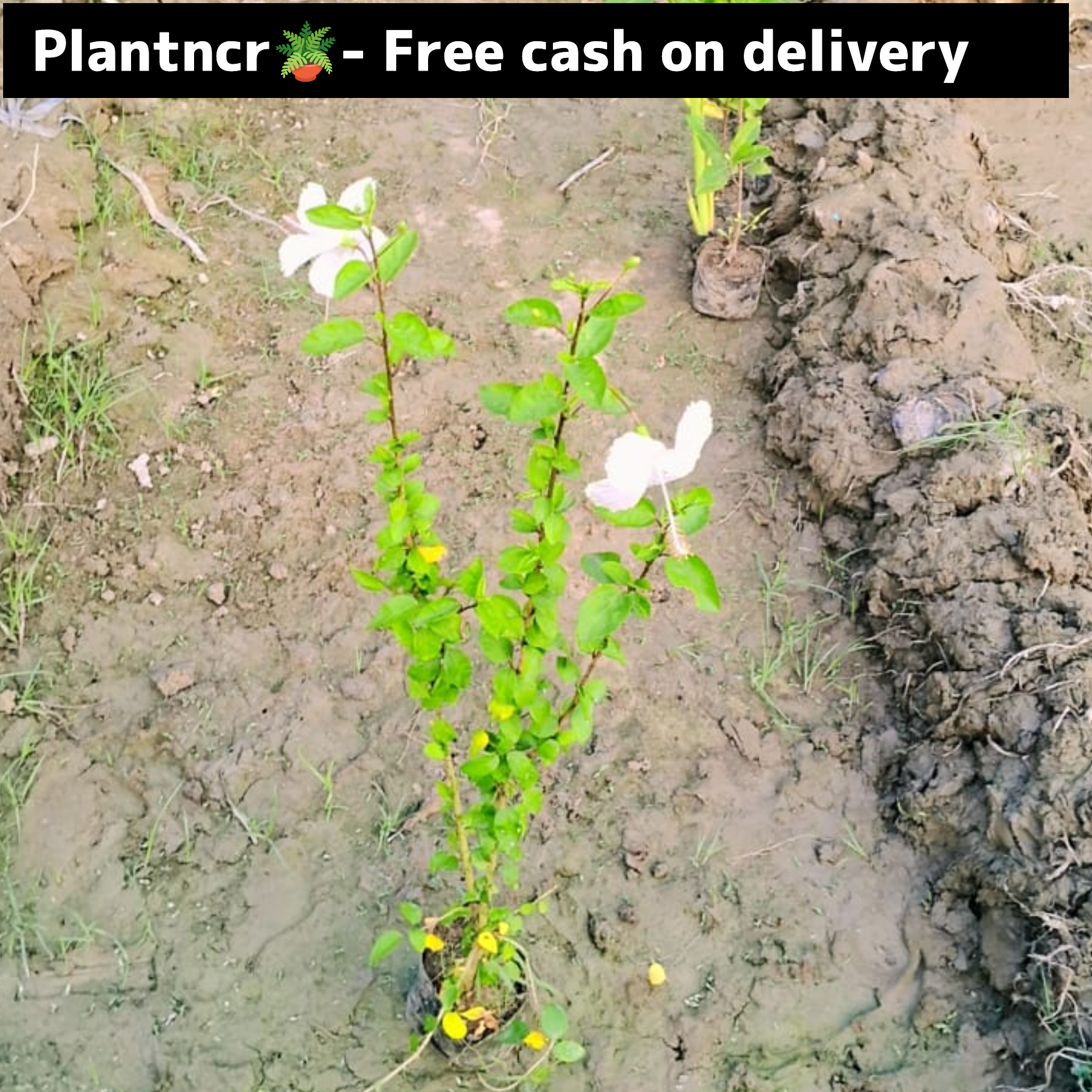 Hibiscuc white flower plant in 6 inch polybag