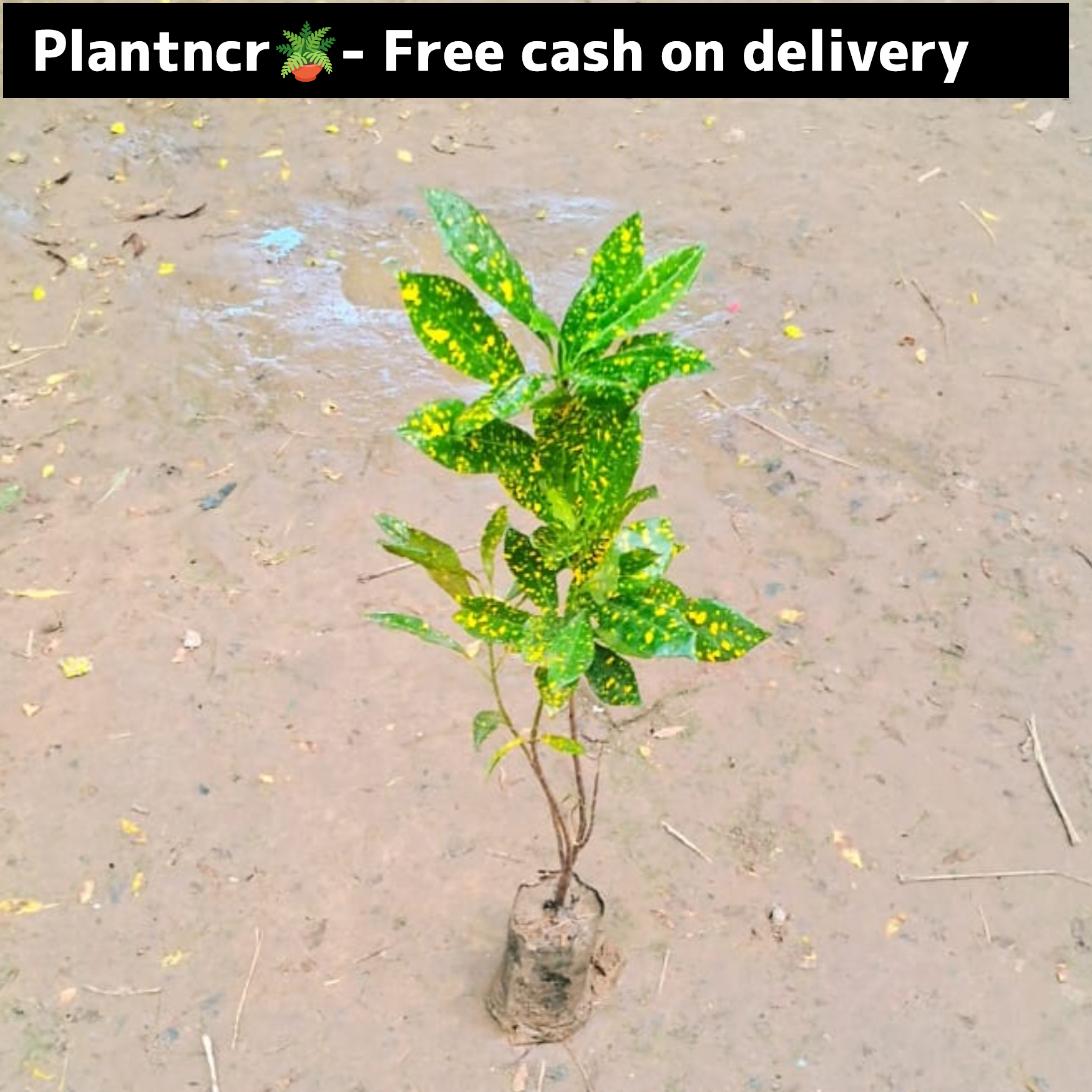 Garden Croton plant in 4 inch polybag