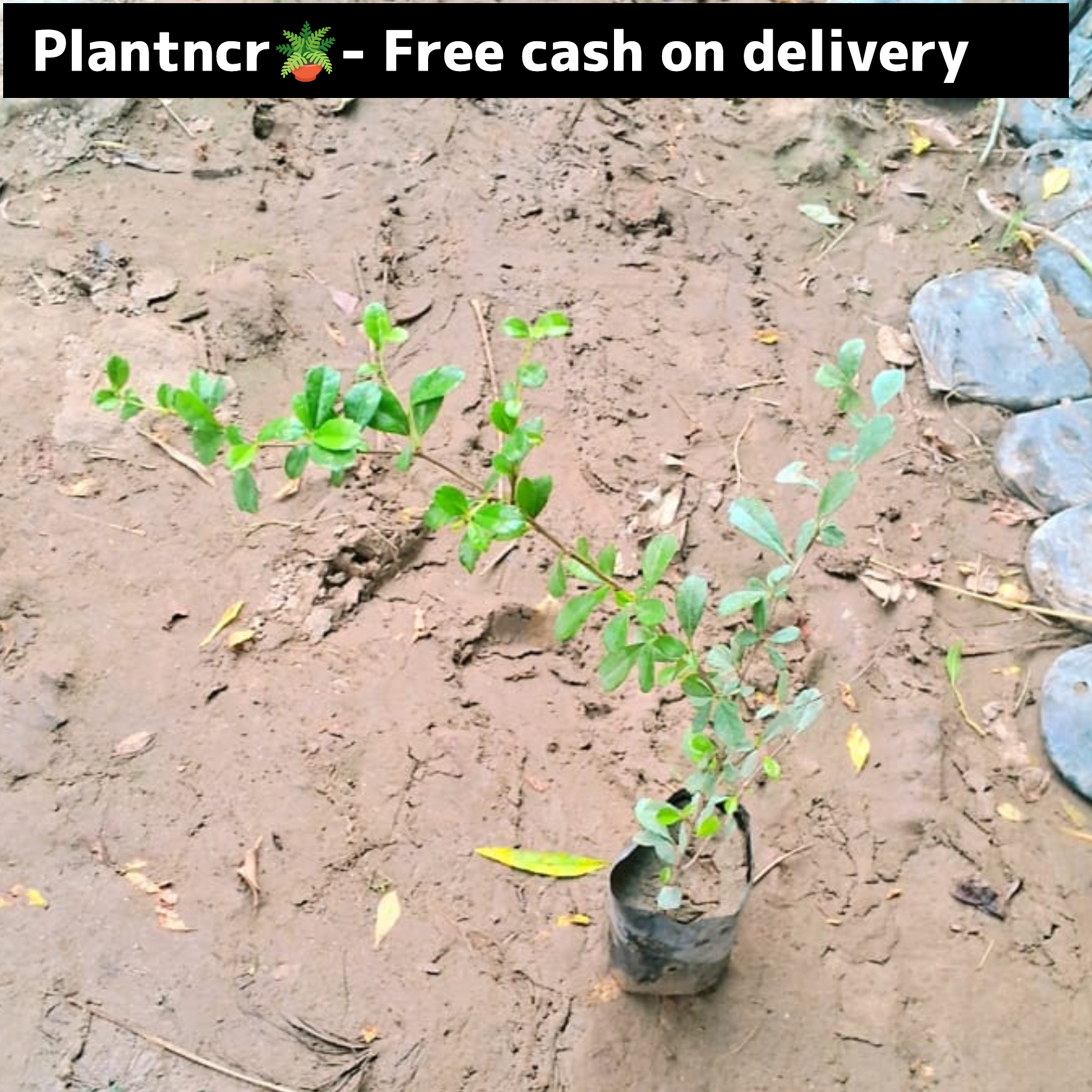 Malpighia ball plant in 4 inch polybag