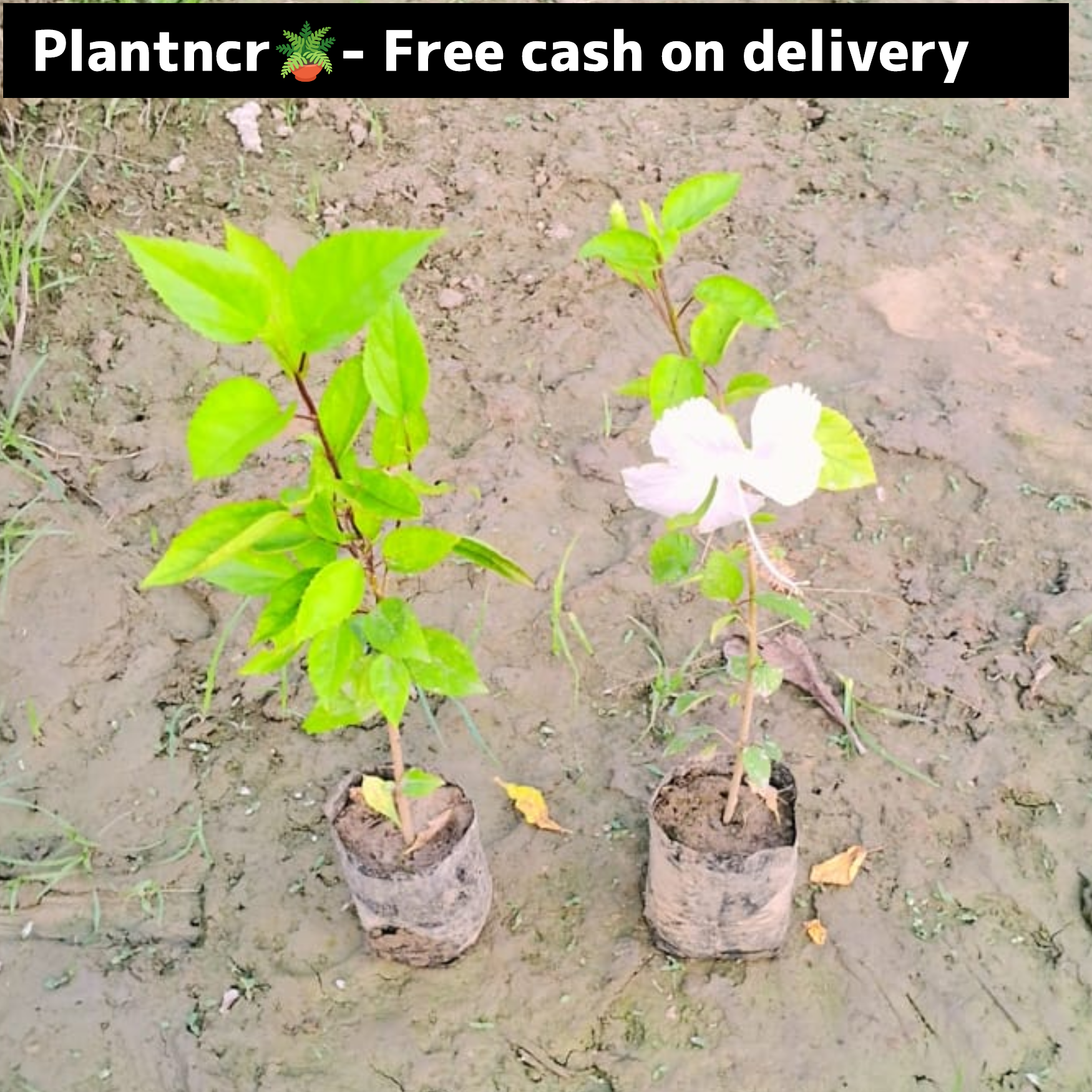 Hibiscus plant (set of 2)in 4 inch polybag