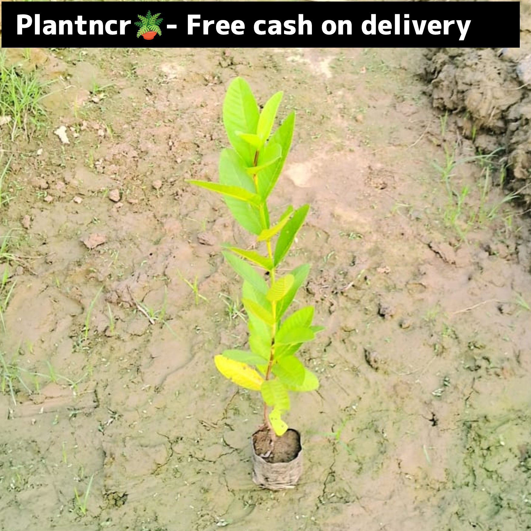 Guava  plant in 4 inch polybag