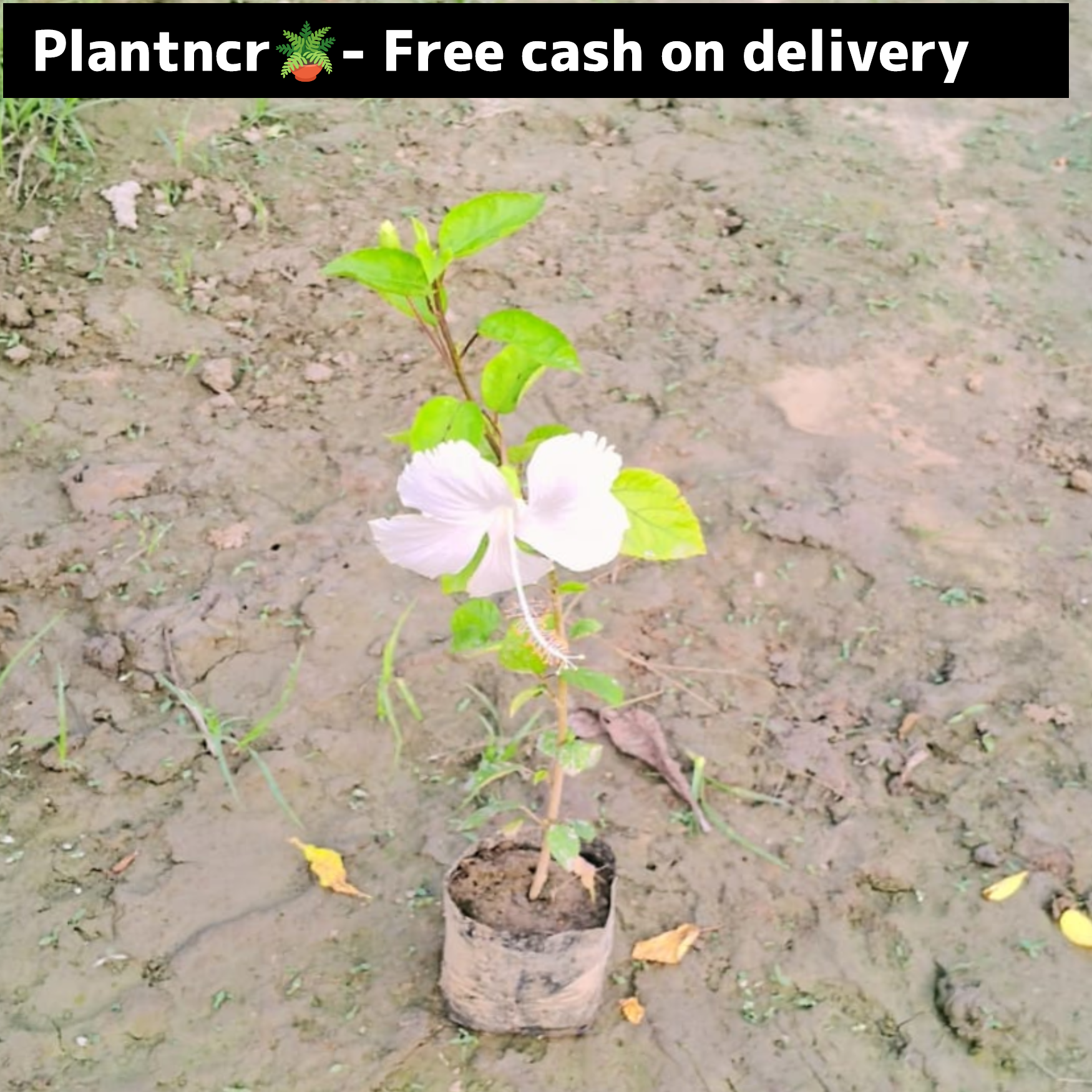 Hibiscus plant in 4 inch polybag