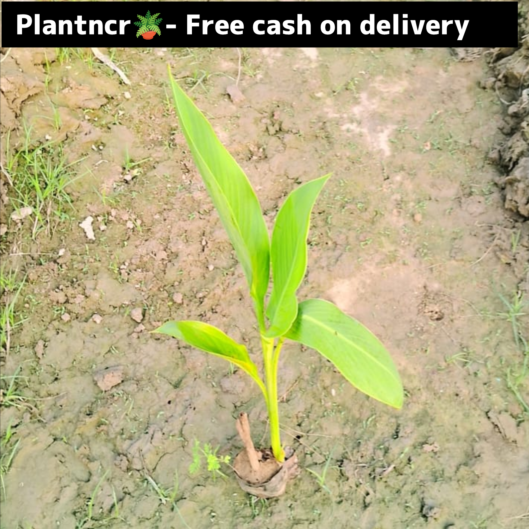 Yellow keli in 4 inch polybag