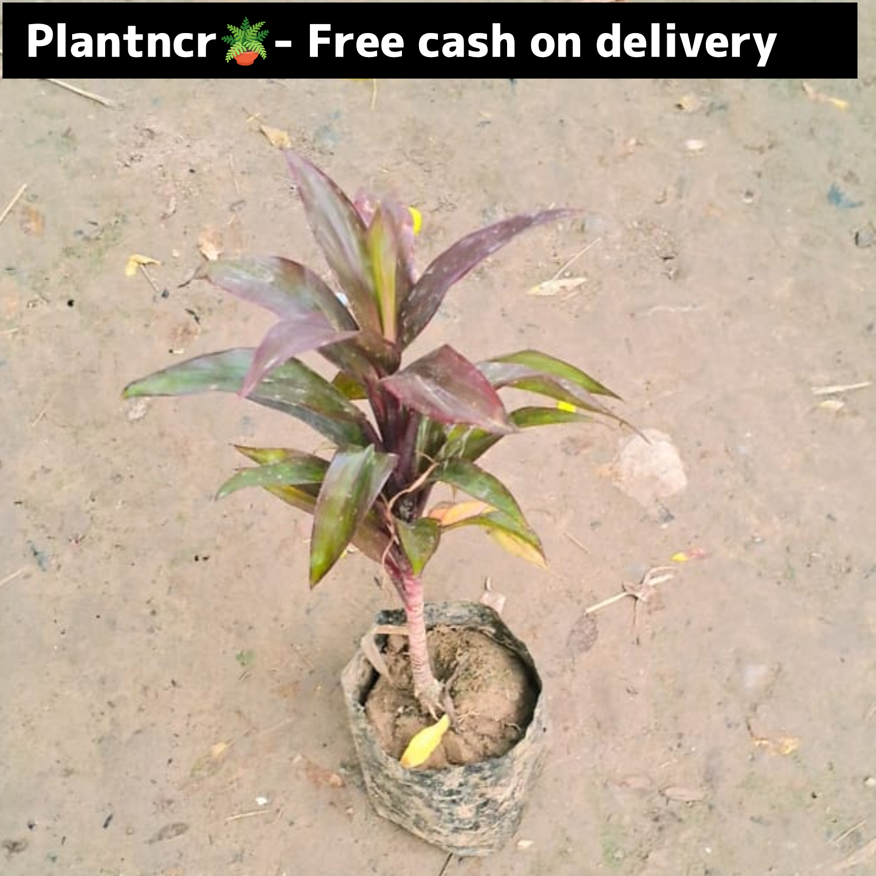 Dracaena Kedarnath in 4 inch polybag