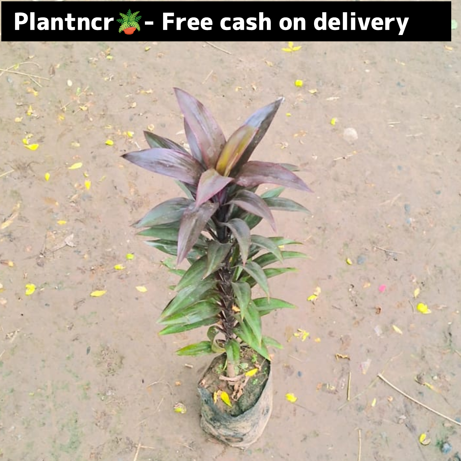 Dracaena Kedarnath in 6 inch polybag