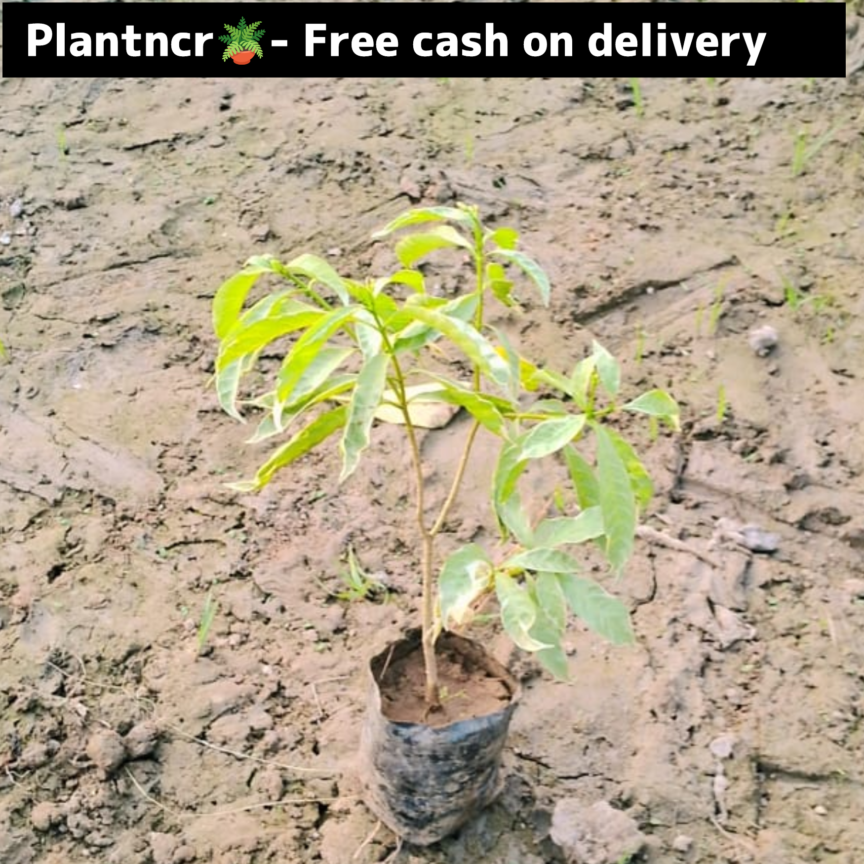 chandani verigated plant in 4 inch polybag