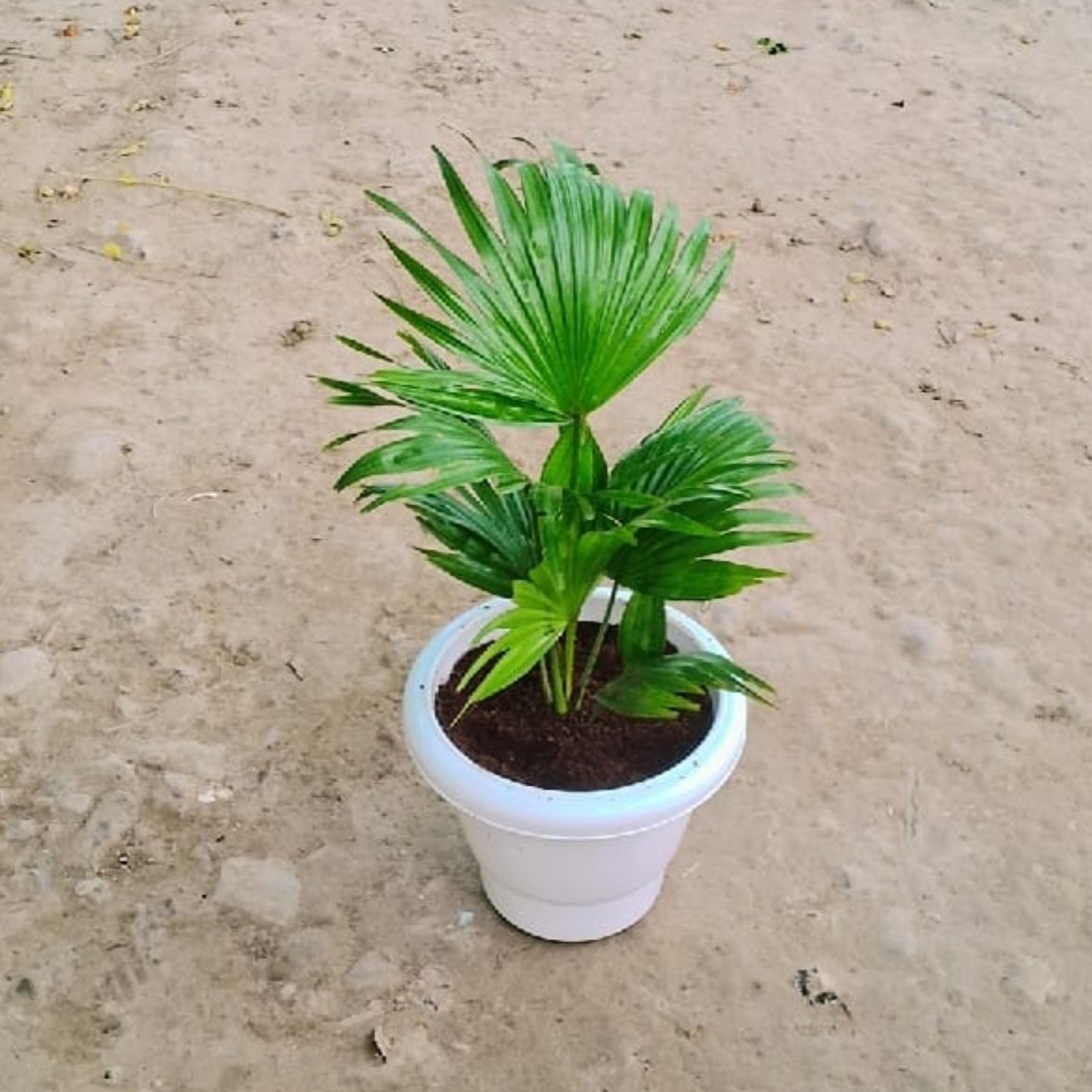 China palm in 8 inch white plastic pot
