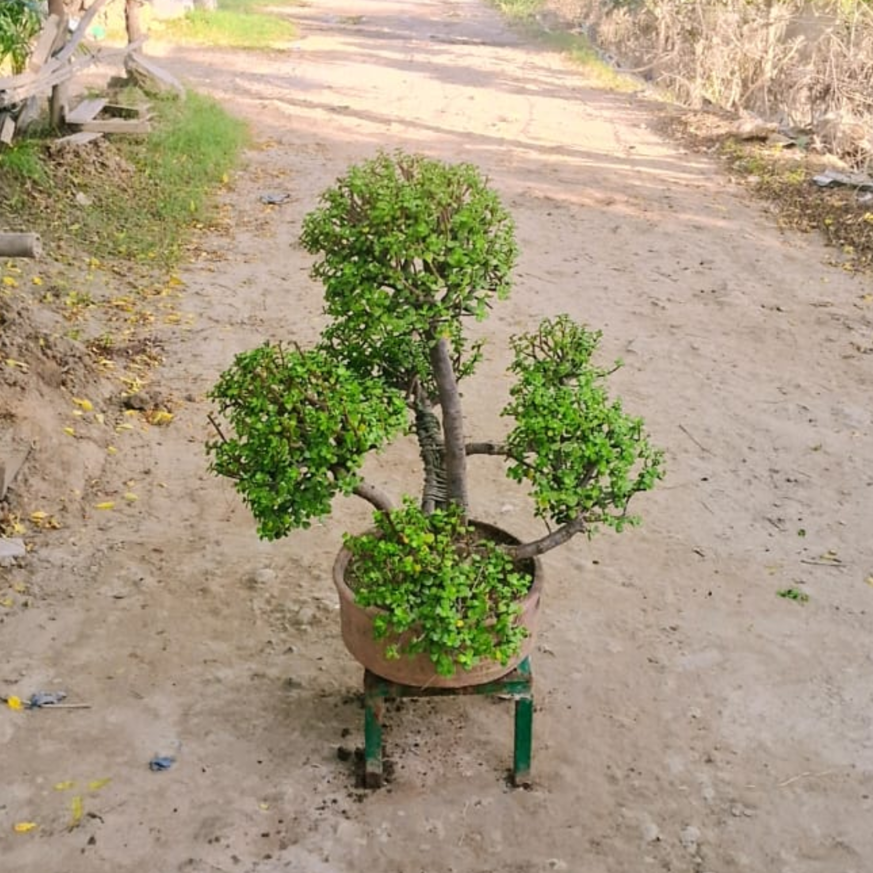 Jade Bonsai in 1 feet tray with stand
