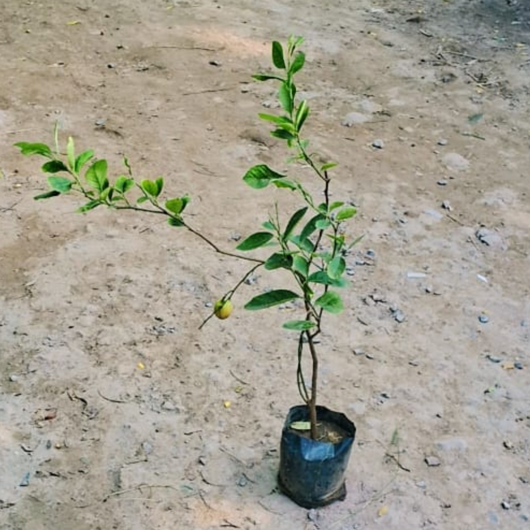 Lemon plant in 6 inch polybag