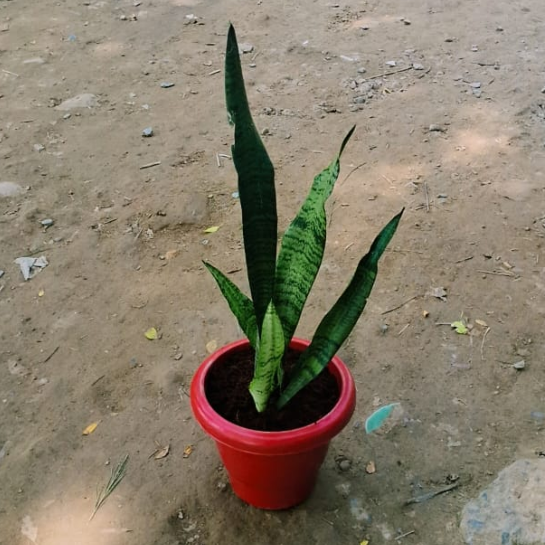 Snake plant in 8 inch red pot