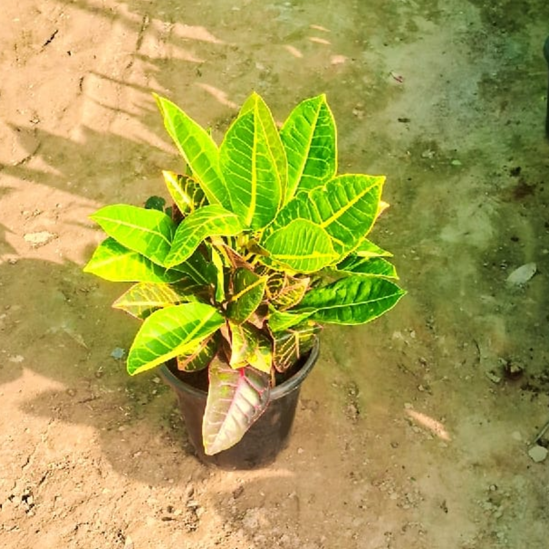 Croton Petra plant in 8 inch pot