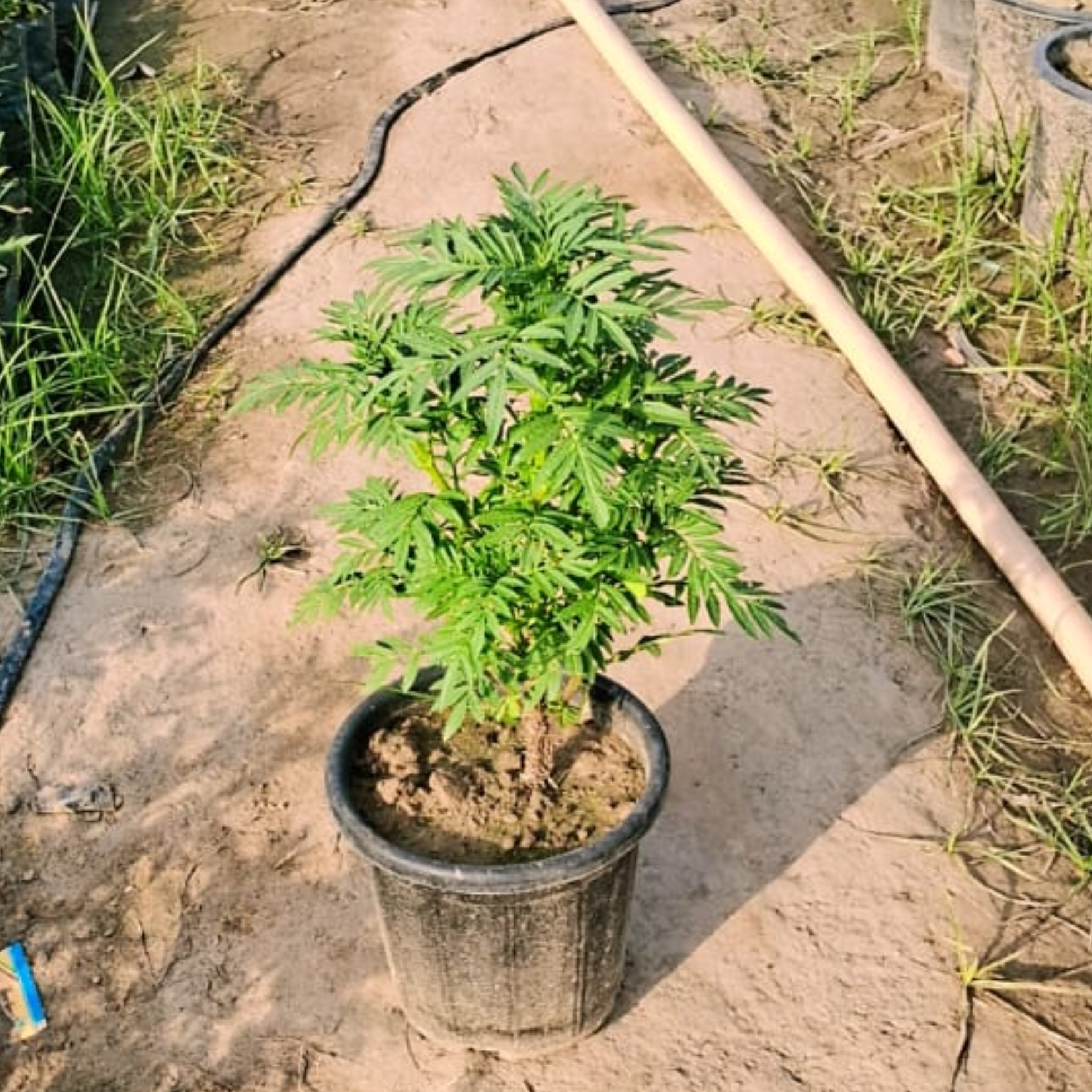 Marigold double flower plant in 6 inch pot