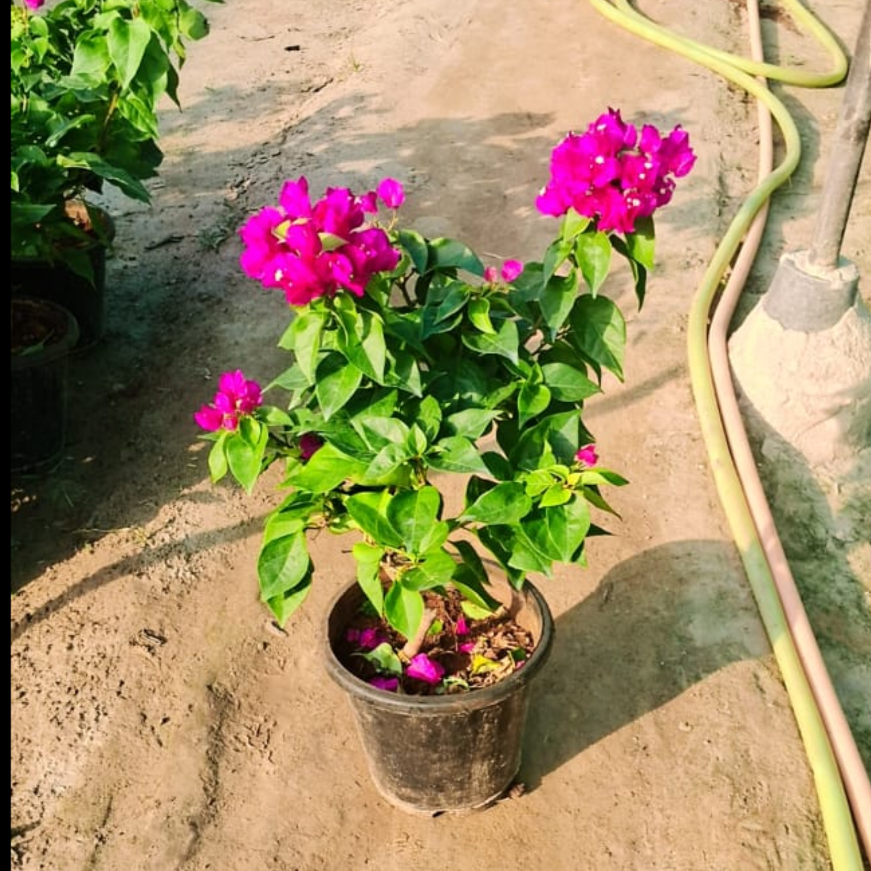 Bougainvillea plant in 10 inch pot