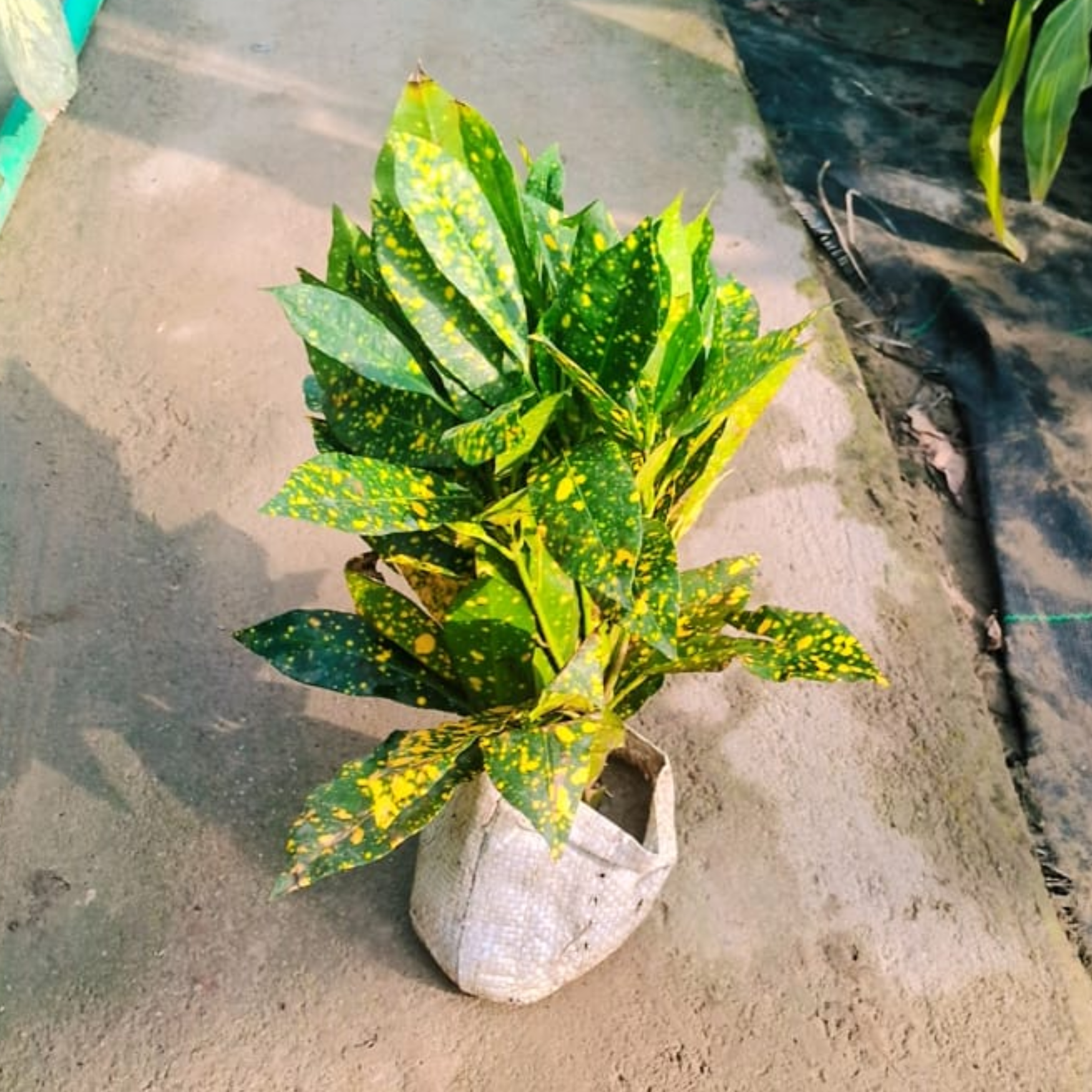 Baby Croton  plant in 4 inch nursery bag