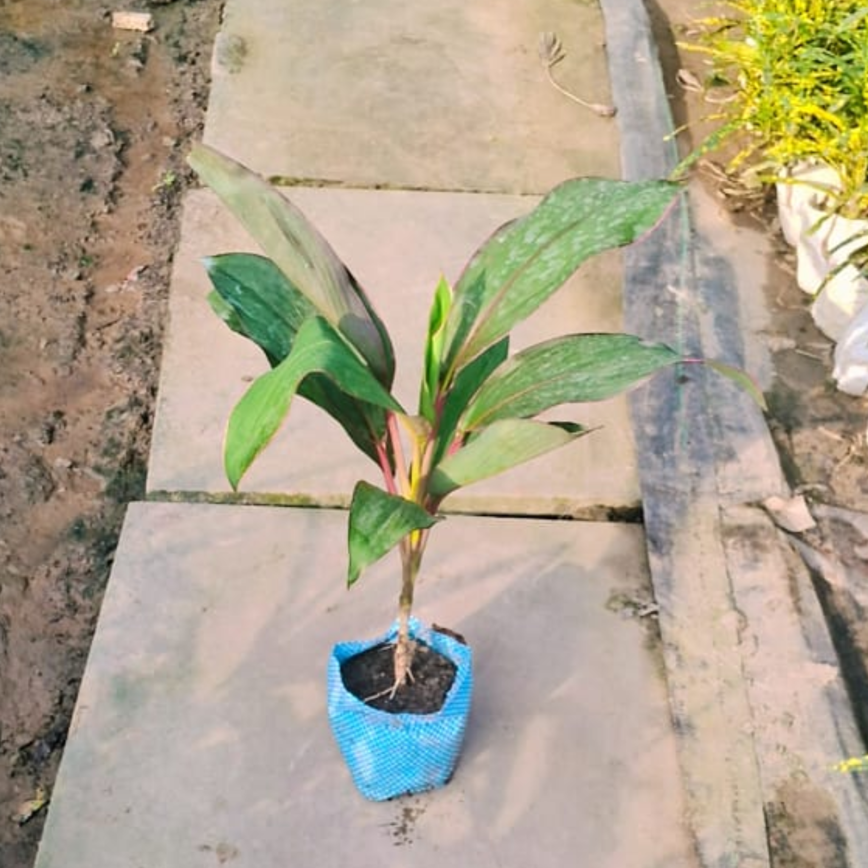 Dracaena plant in 4 inch nursery bag