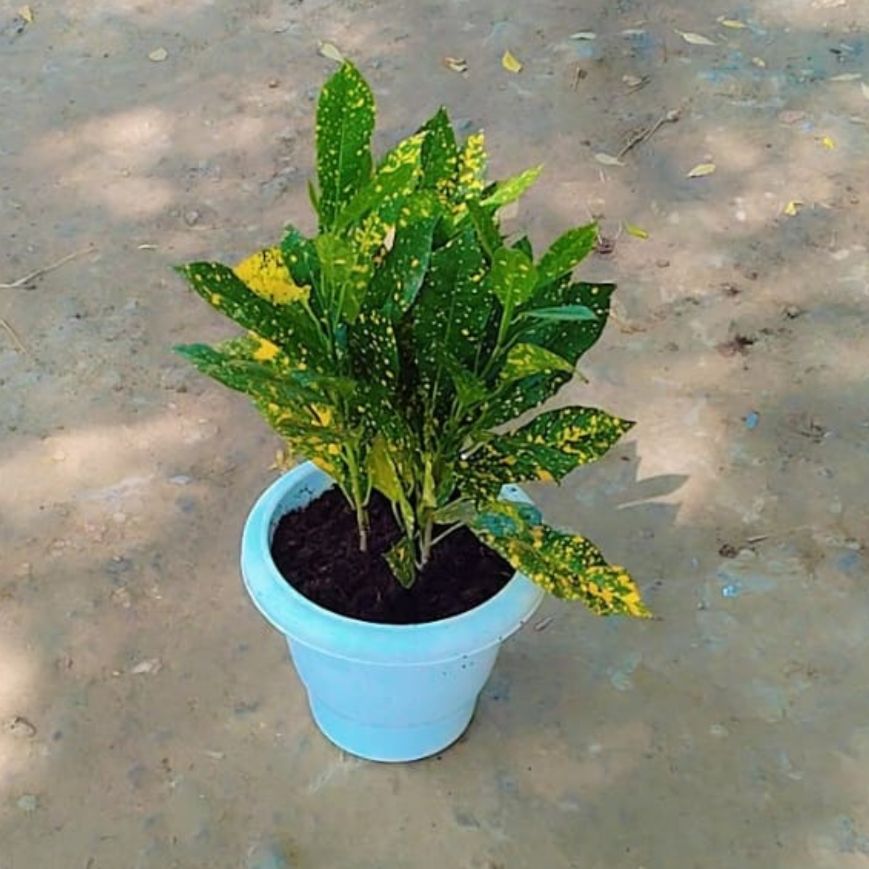 Baby Croton  plant in 4 inch nursery bag