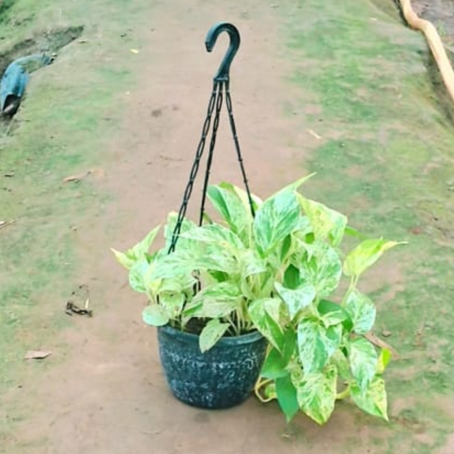 Marble money plant in basket