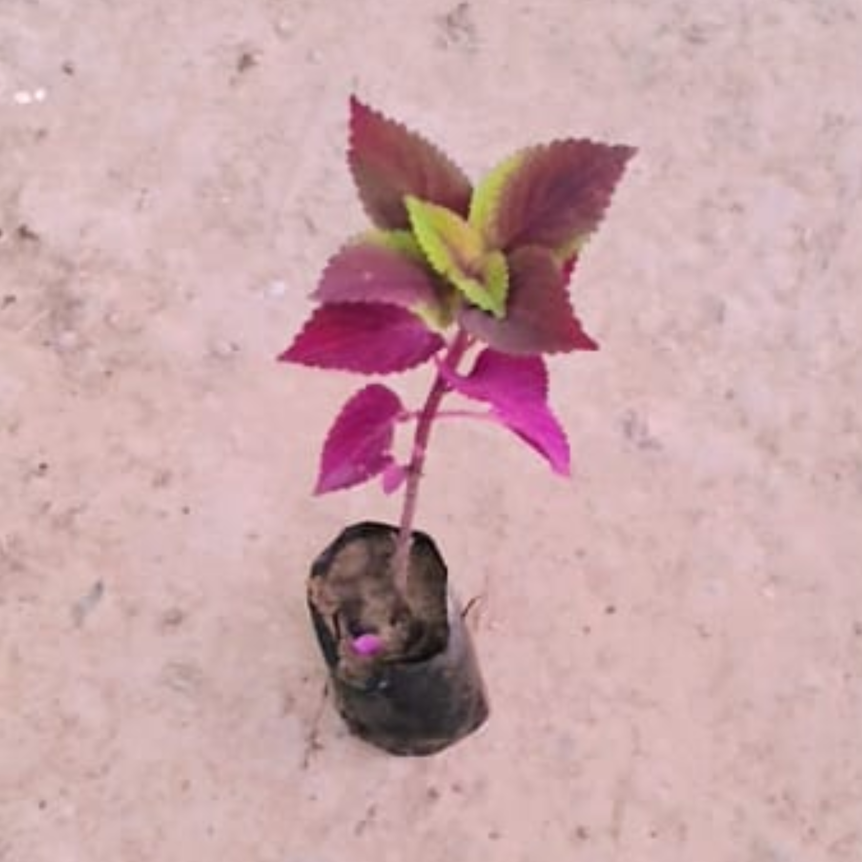 Colous plant in 4 inch polybag