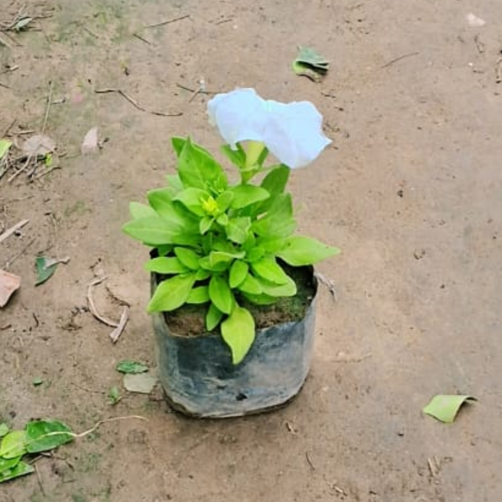 Petunia seasonal flower plant in 4 inch polybag