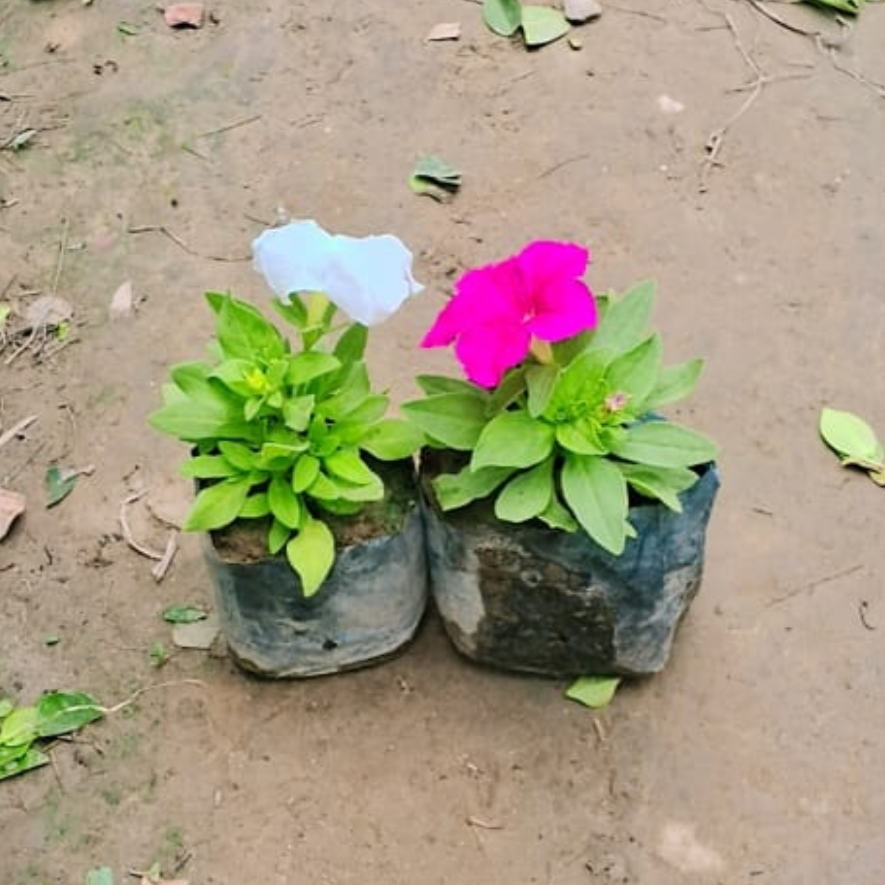 Petunia (set of 2) plant in 4 inch polybag