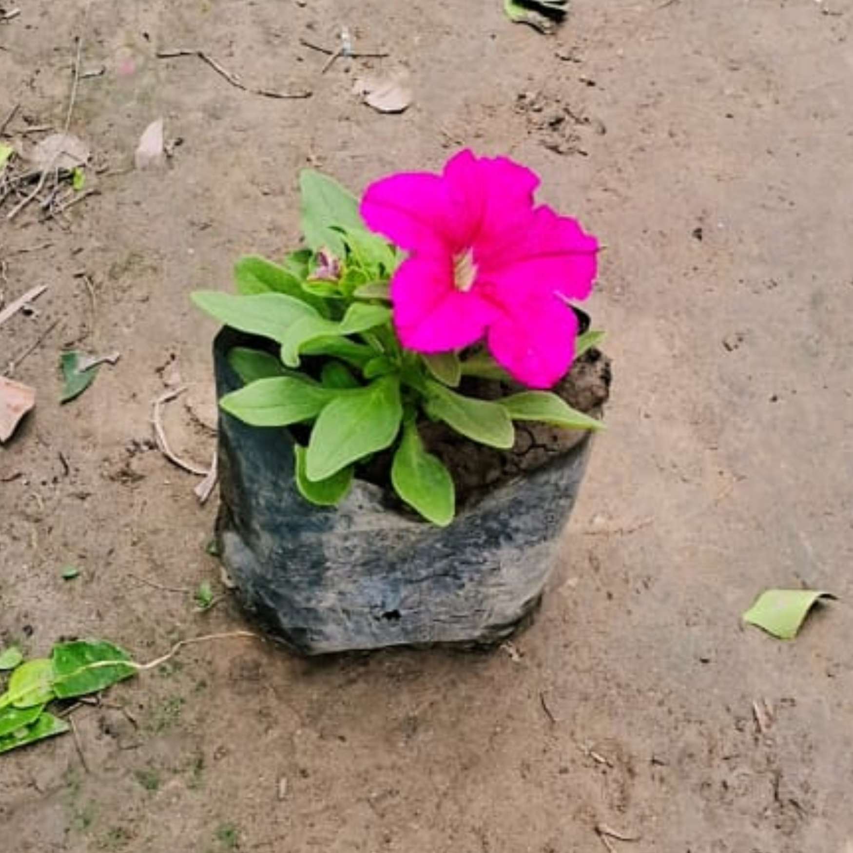 Petunia seasonal flower plant in 4 inch polybag